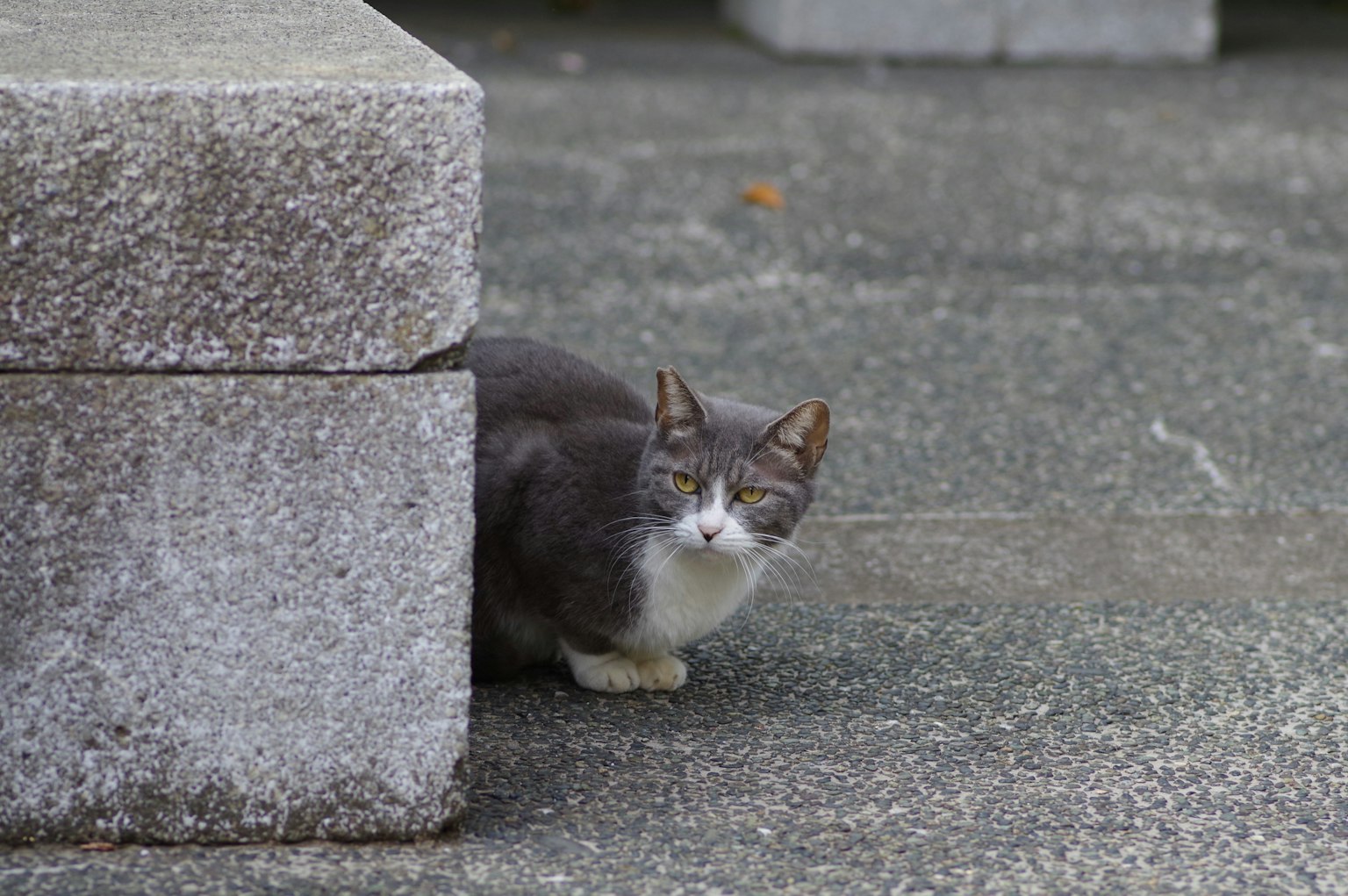 Gatto grigio nascosto dietro un pilastro di pietra