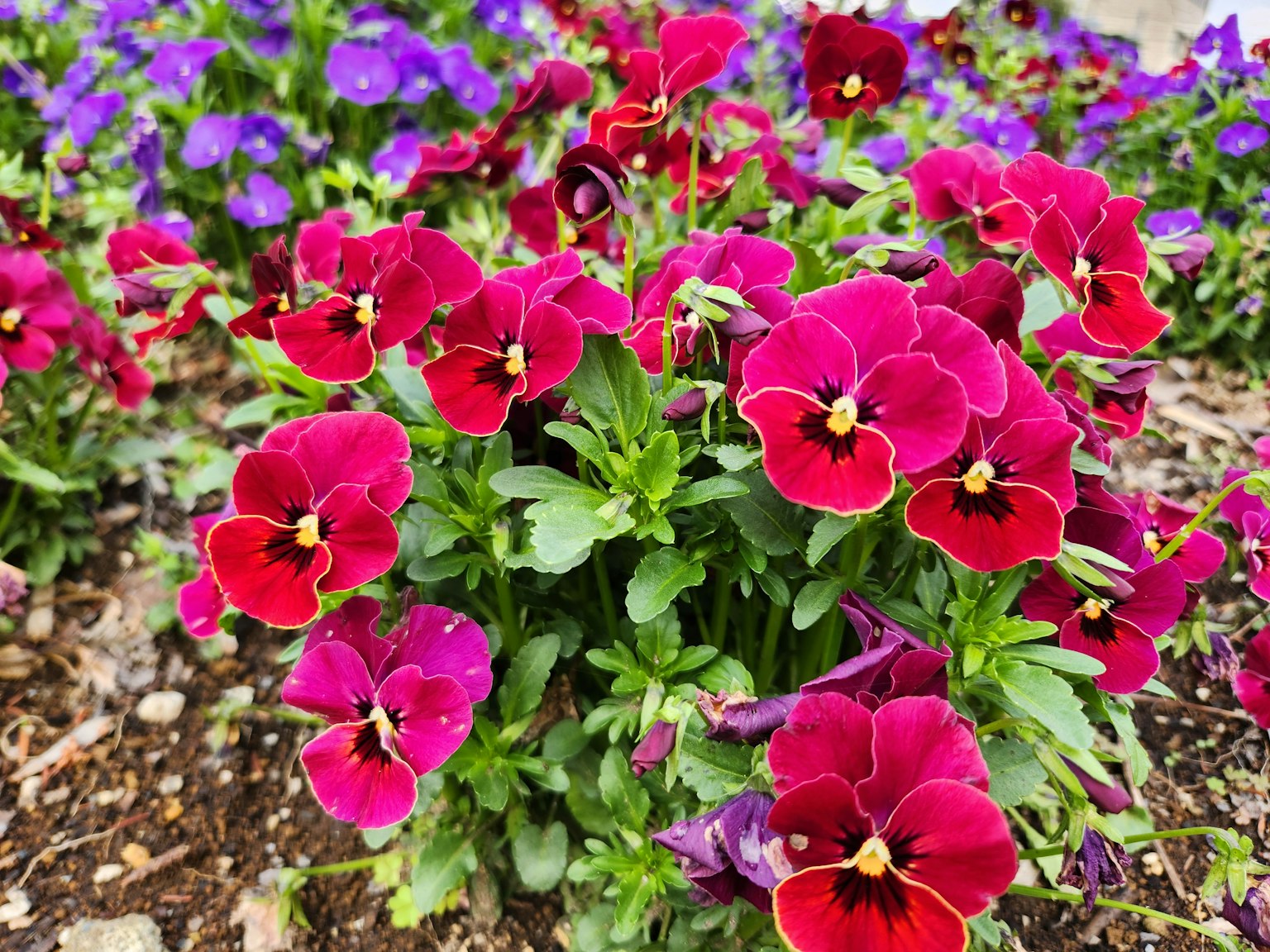 Lebendige lila Stiefmütterchen in einem Garten gruppiert