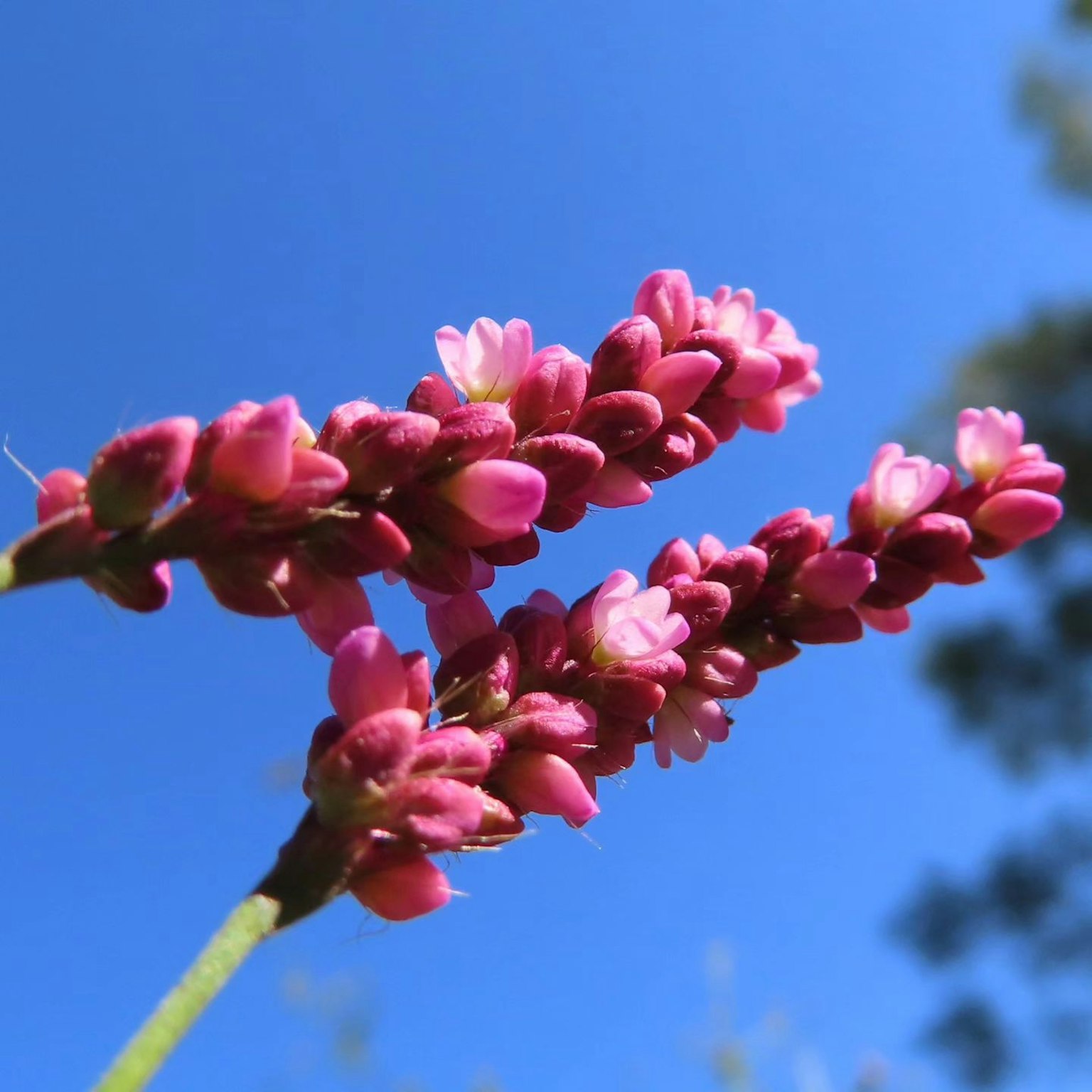 蓝天背景下的粉色花朵特写