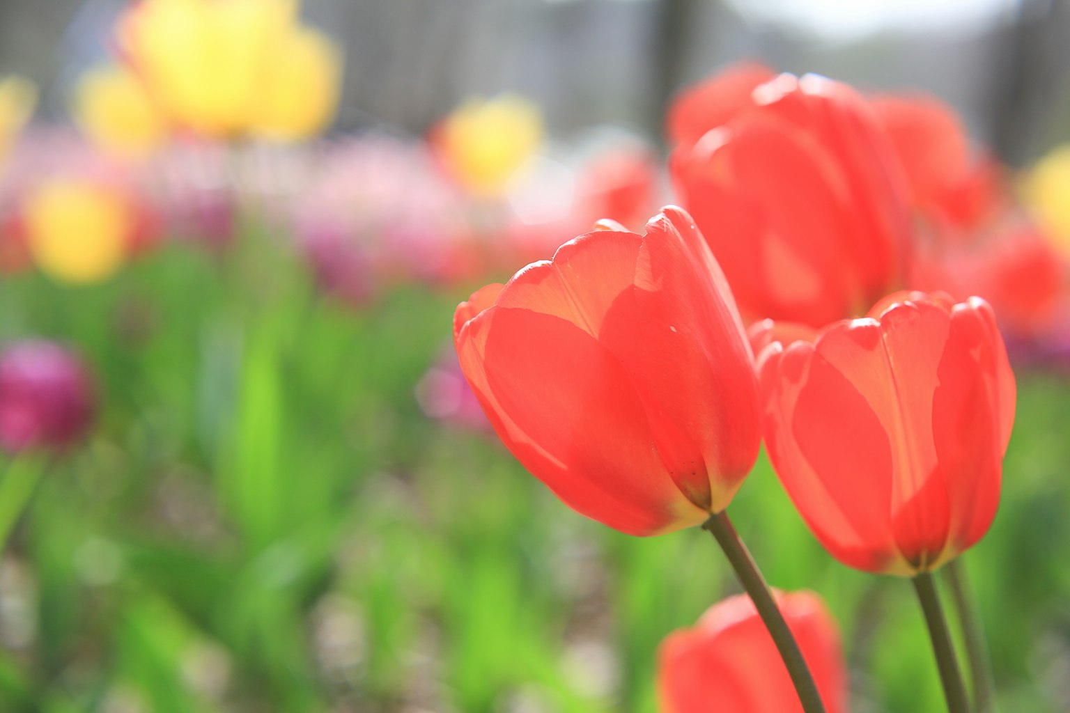 Gros plan de tulipes rouges en fleurs dans un jardin