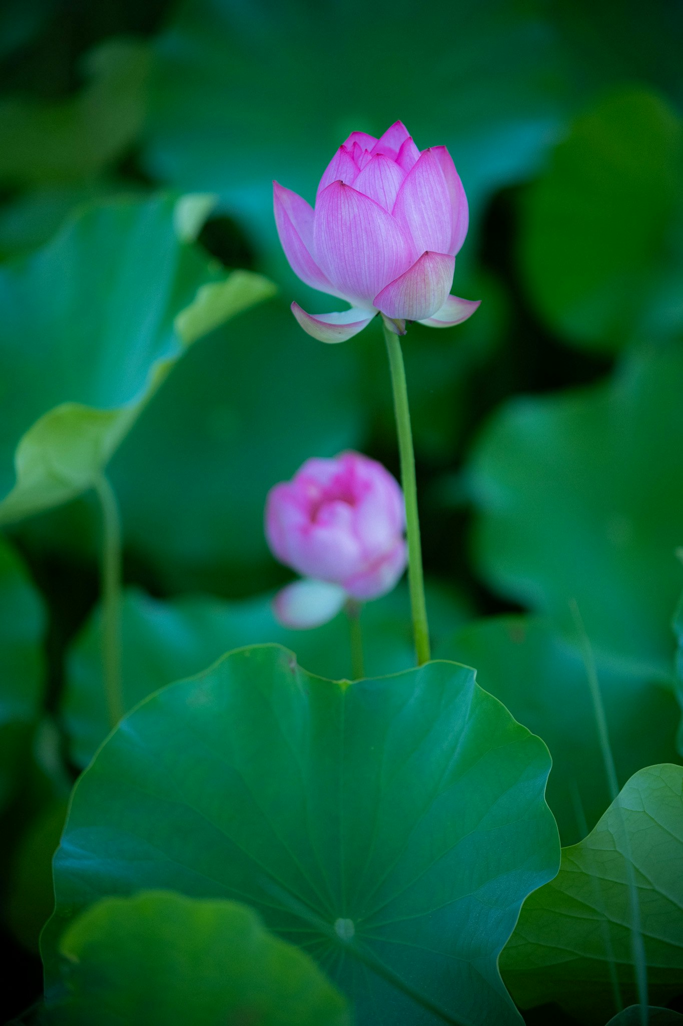 ピンクの蓮の花と葉のクローズアップ