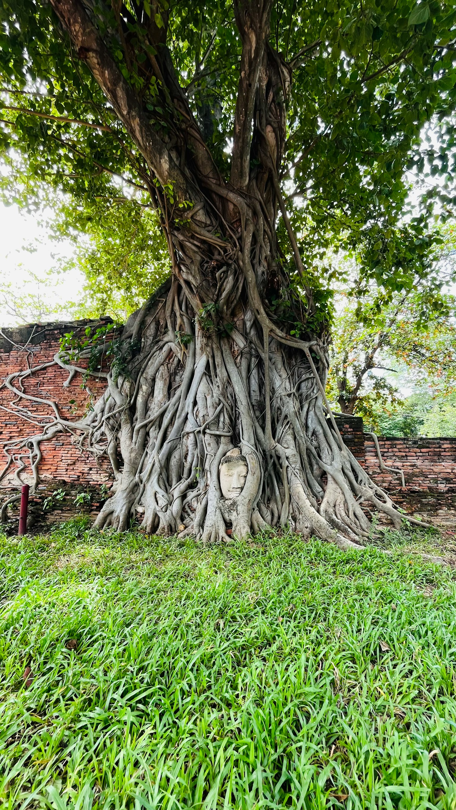 A large tree with intricate roots standing on green grass