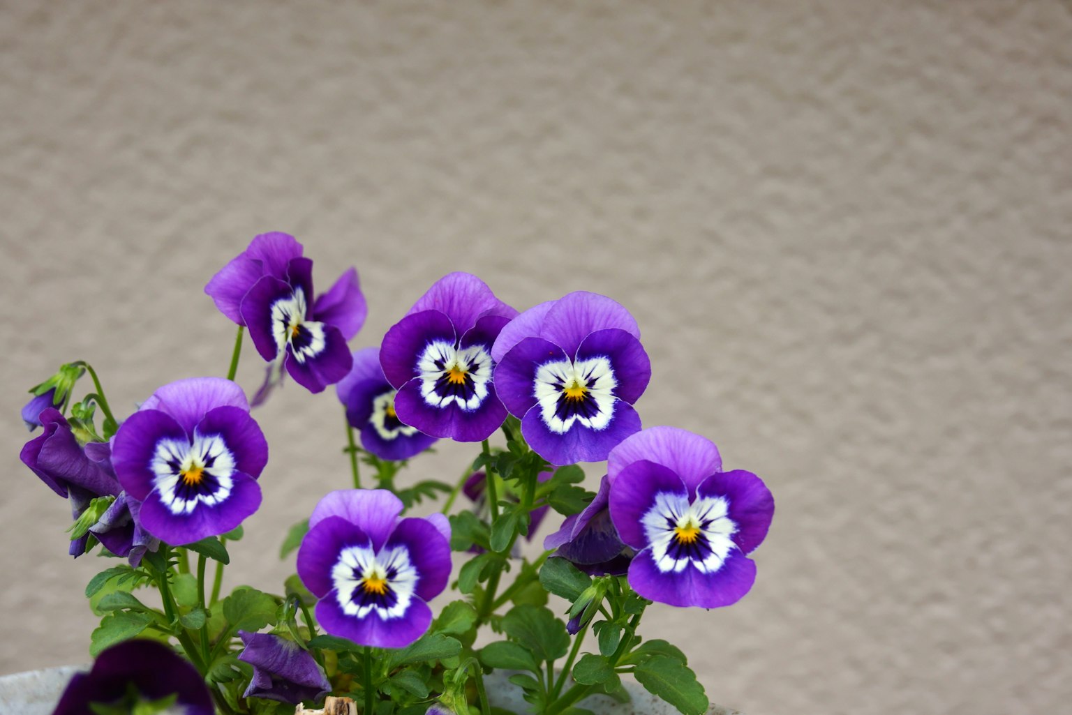 带有独特面孔的紫色堇菜花盆