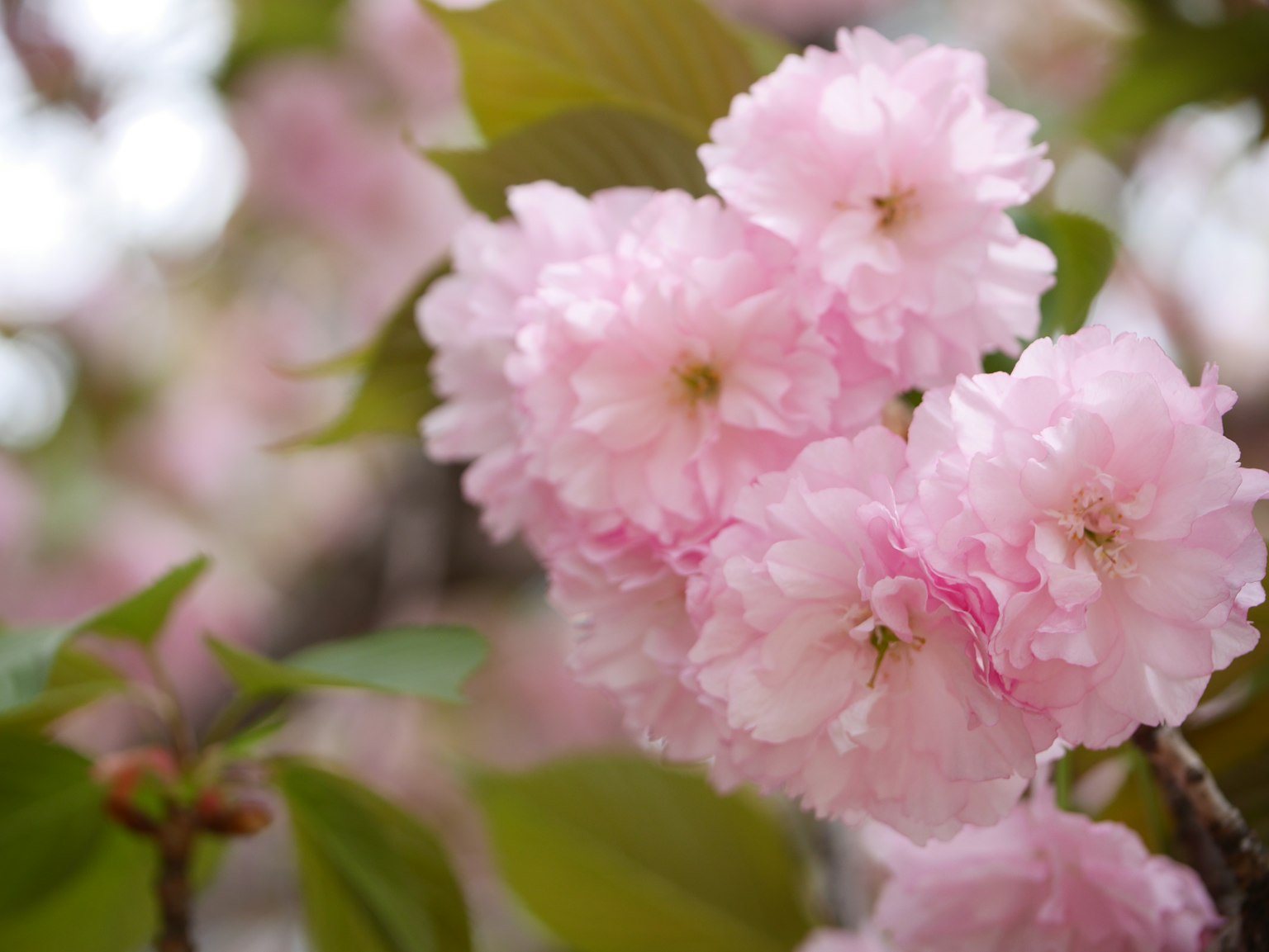 Cluster of light pink cherry blossoms in bloom