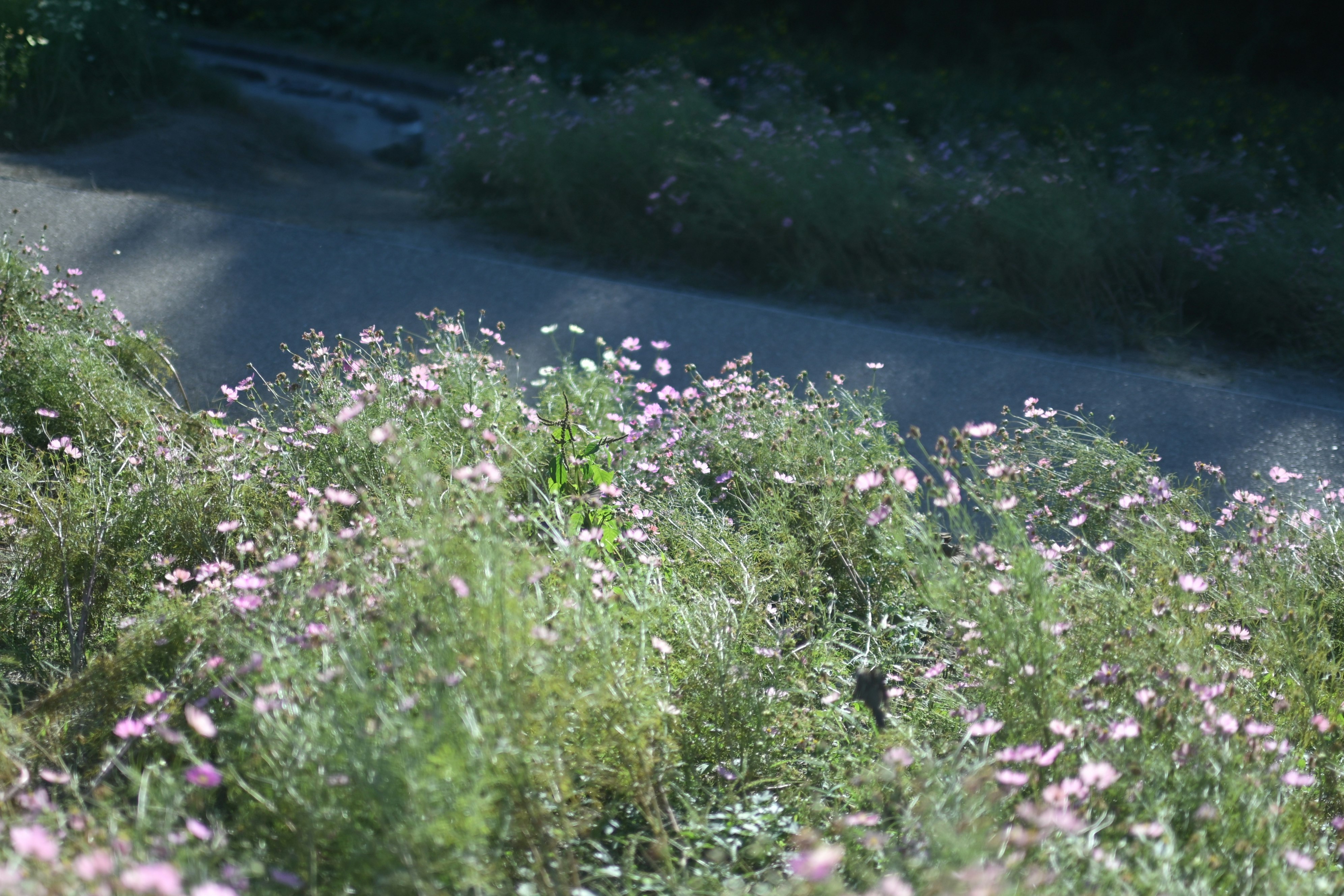 川沿いに咲く野の花の群生