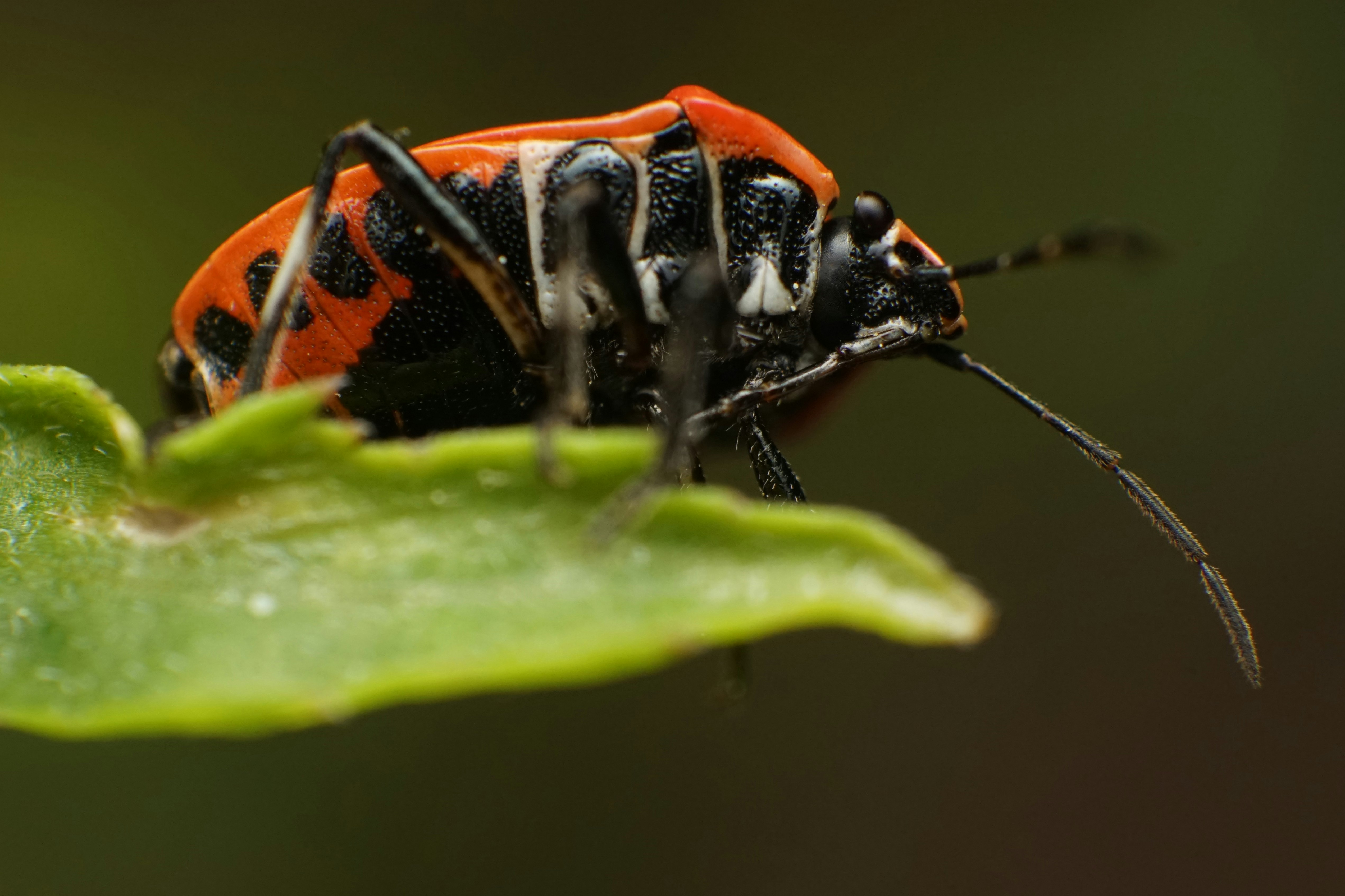 Punaise orange et noire posée sur une feuille à Ueda, préfecture de Nagano, Japon
