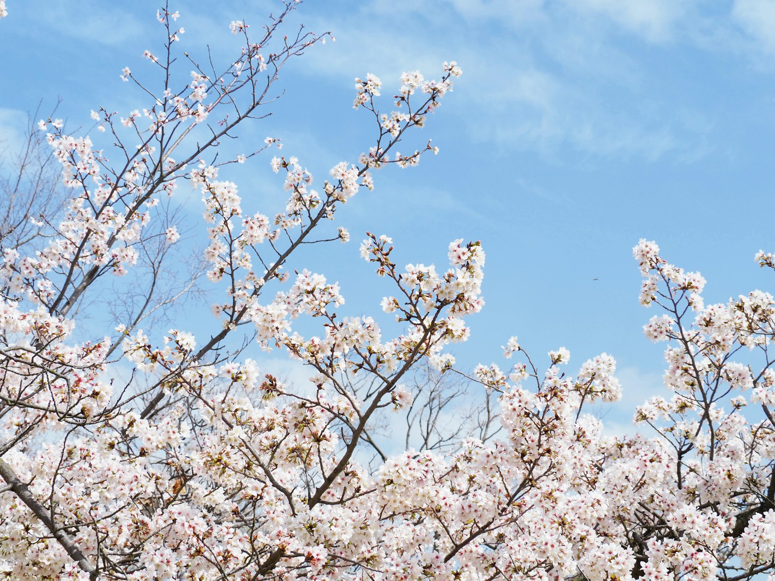 Cherry blossoms in bloom against a blue sky