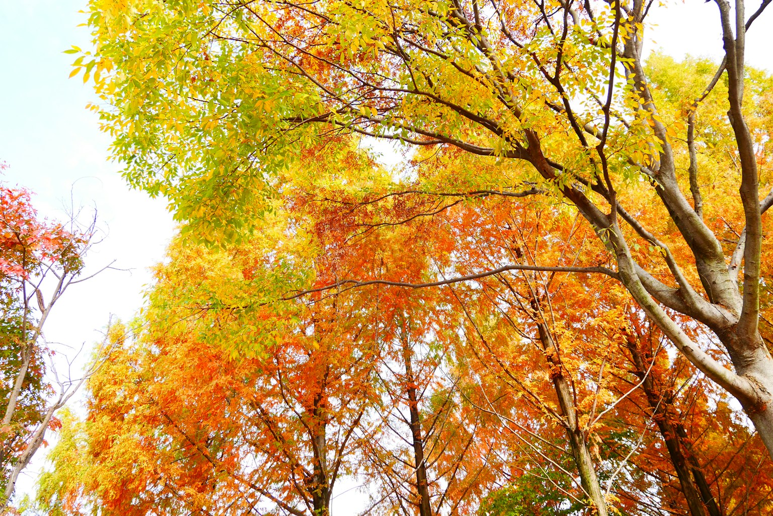 Feuillage d'automne avec des feuilles jaunes et oranges vibrantes contre un ciel bleu