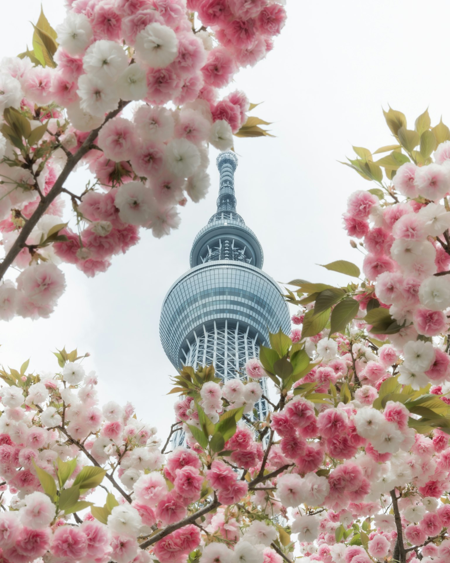 Cảnh đẹp Tokyo Skytree được bao quanh bởi hoa anh đào
