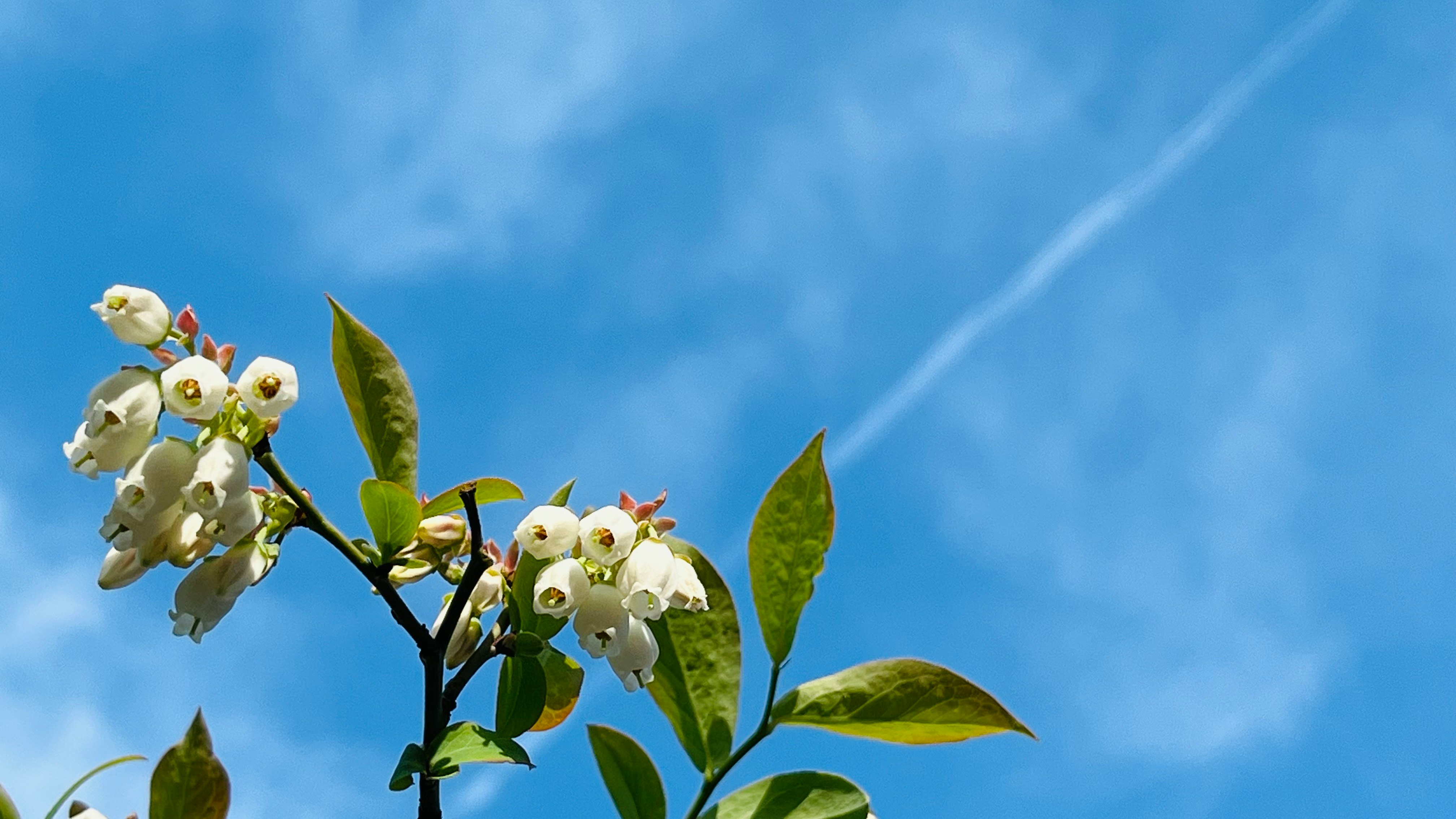 branches de fleurs blanches et feuilles vertes sur fond de ciel bleu