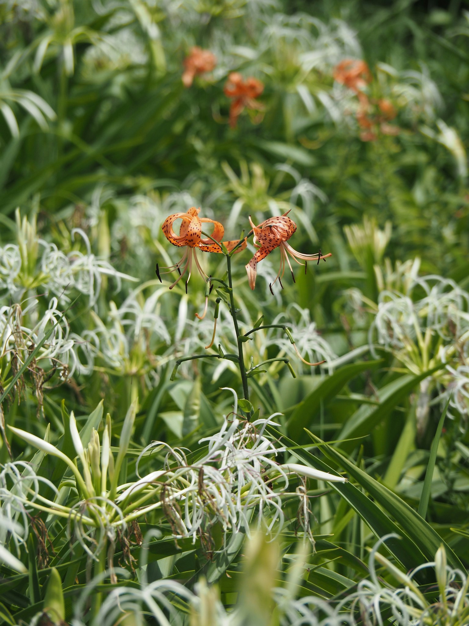 Orange Blumen zwischen grünem Laub mit weißen langblättrigen Pflanzen