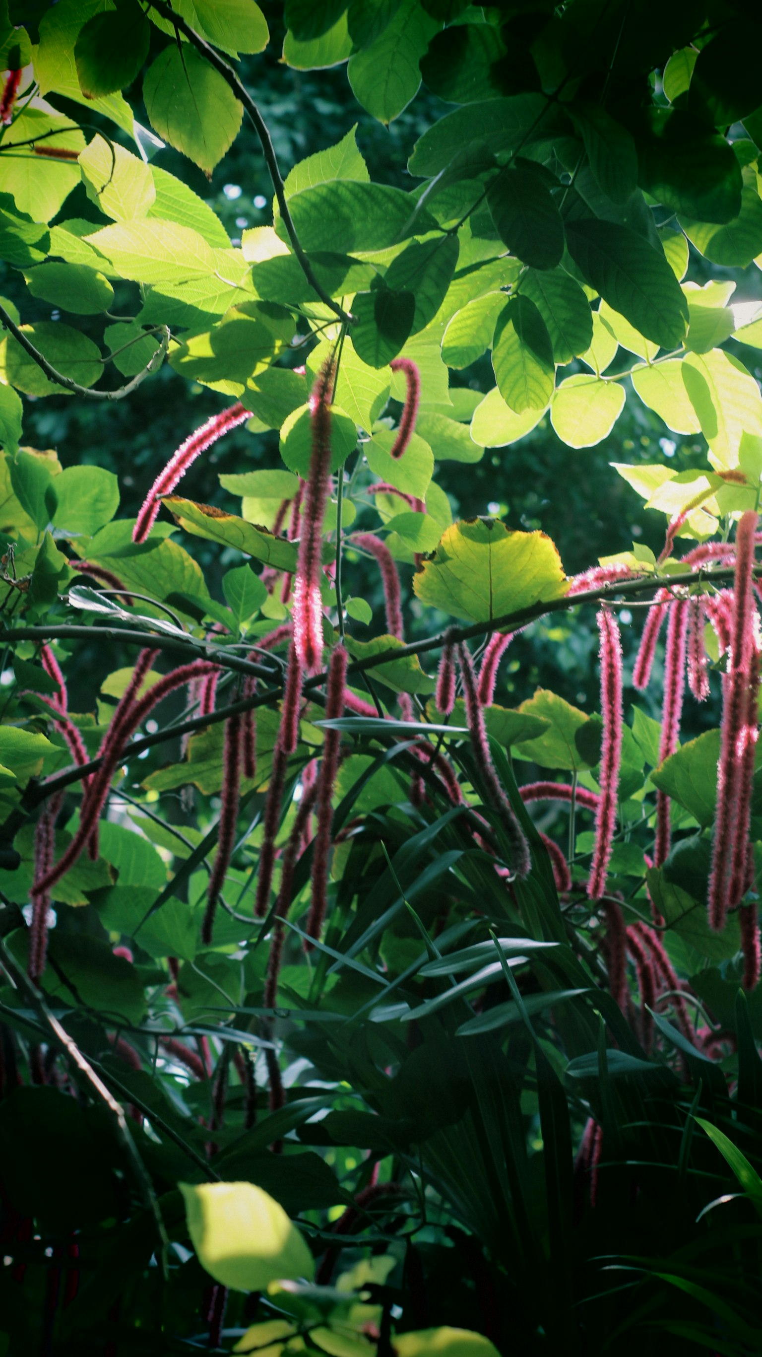 Plantes vibrantes de couleur rouge entourées de feuilles vertes