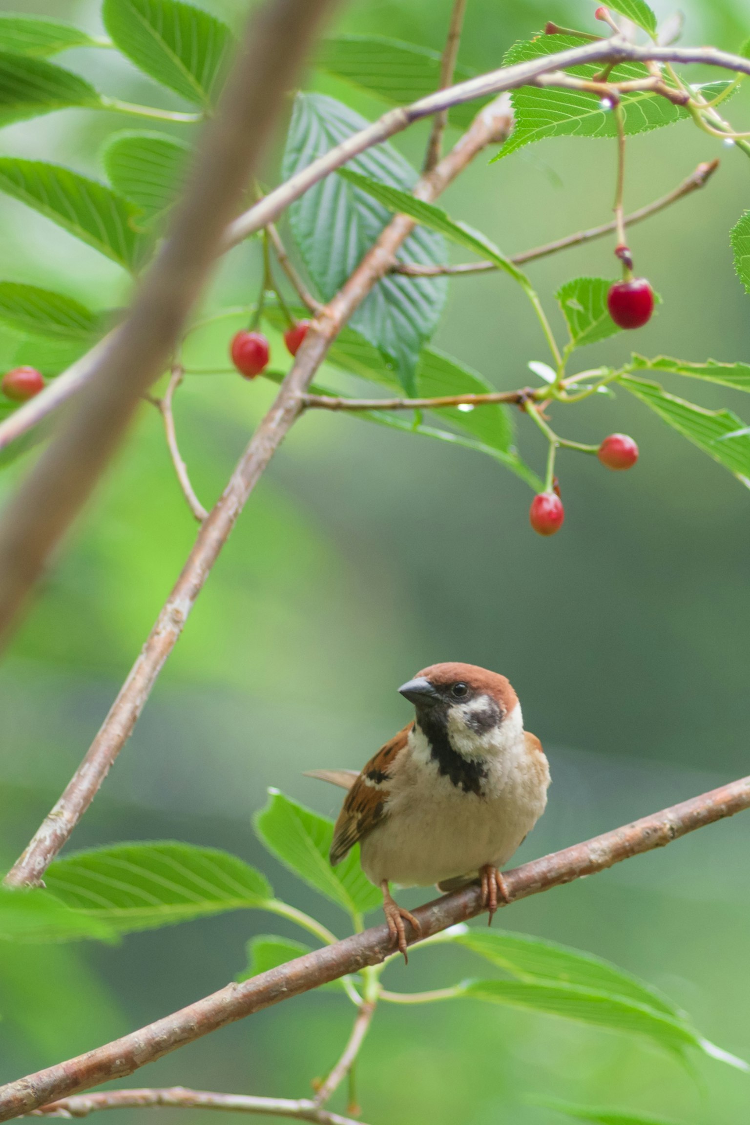 Un pequeño pájaro posado en una rama con hojas verdes y bayas rojas