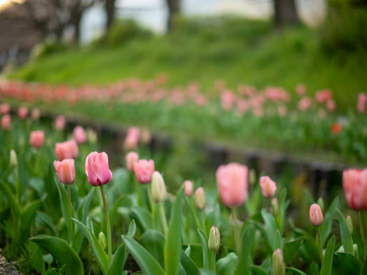 Un paysage avec des tulipes roses pâles en fleurs entourées de feuilles vertes