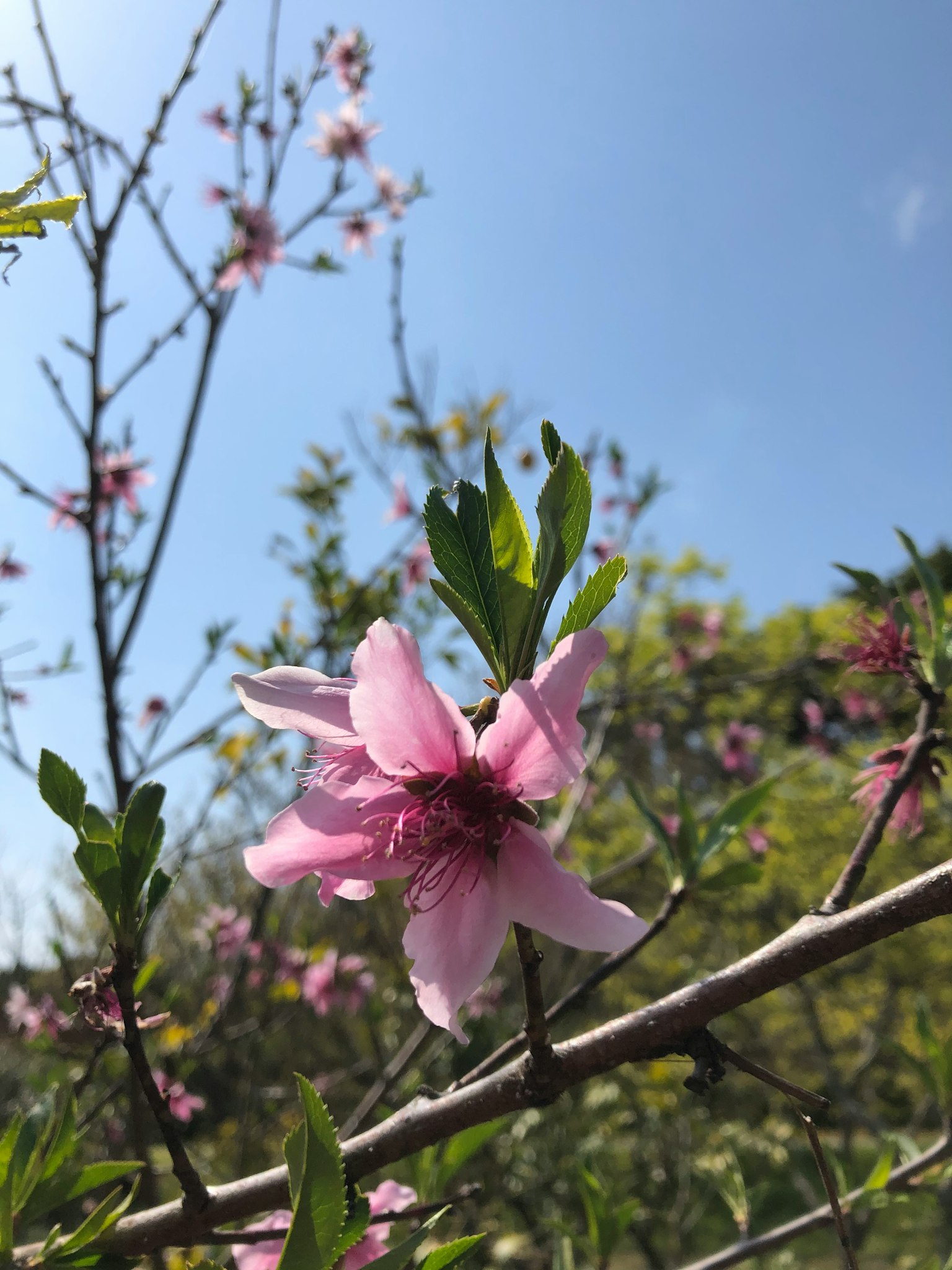 Un fiore rosa chiaro con foglie verdi sotto un cielo blu