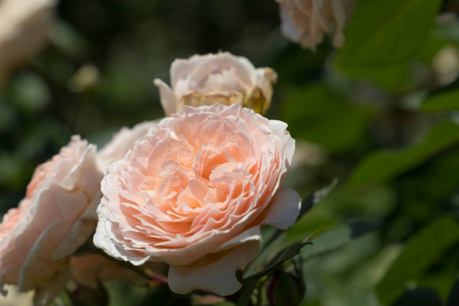 Gros plan d'une rose de couleur pêche avec des pétales superposés