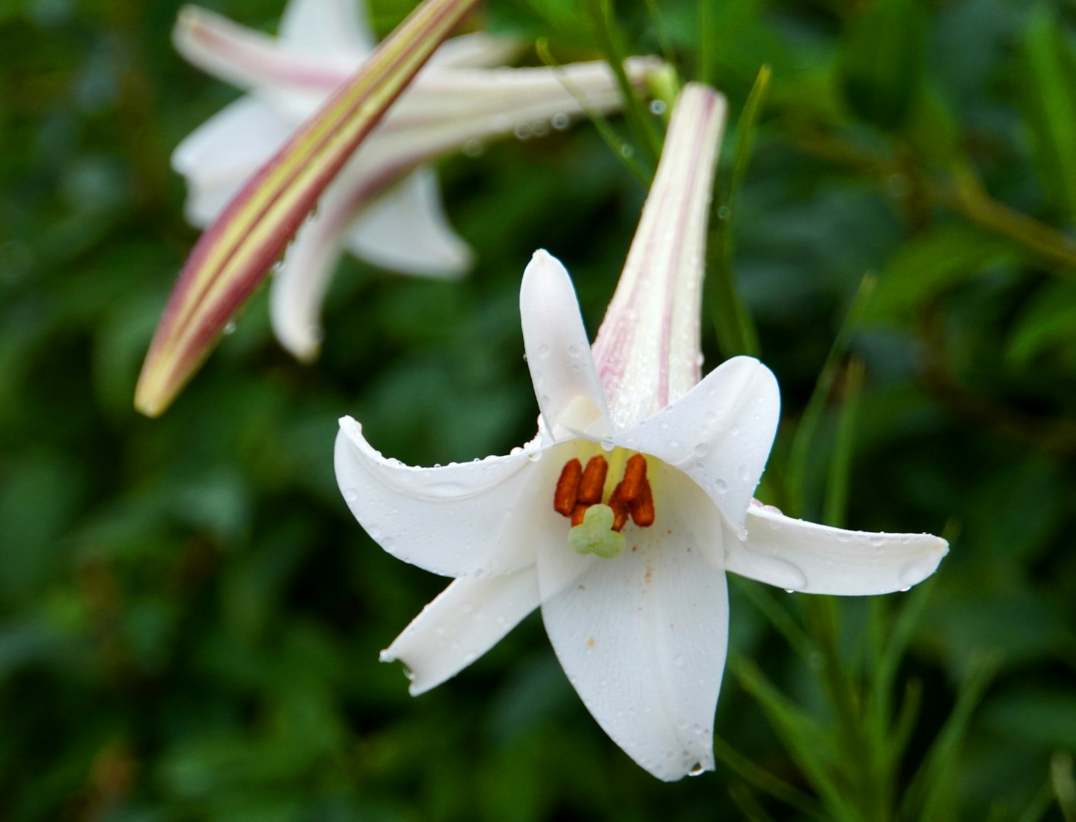 白色百合花在绿色叶子中绽放
