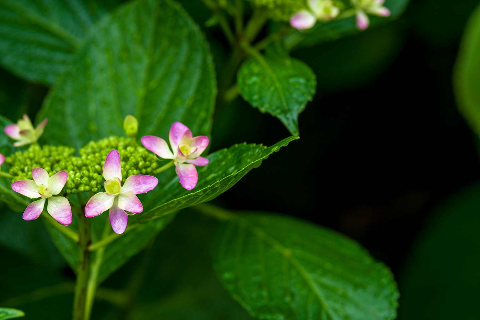 Zarte rosa Blumen und grüne Knospen zwischen grünen Blättern