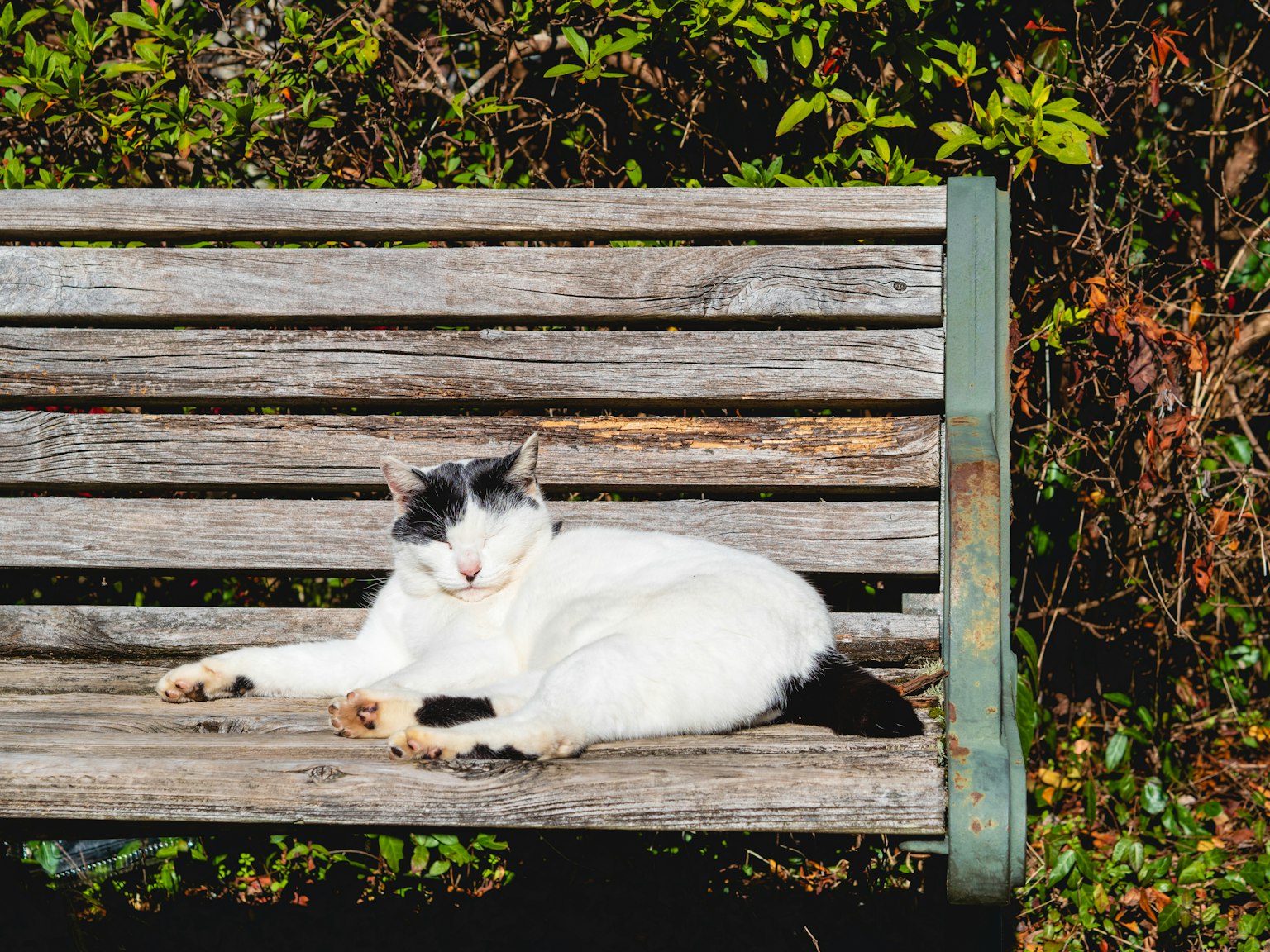 Un gato blanco con manchas negras descansando en un banco de madera