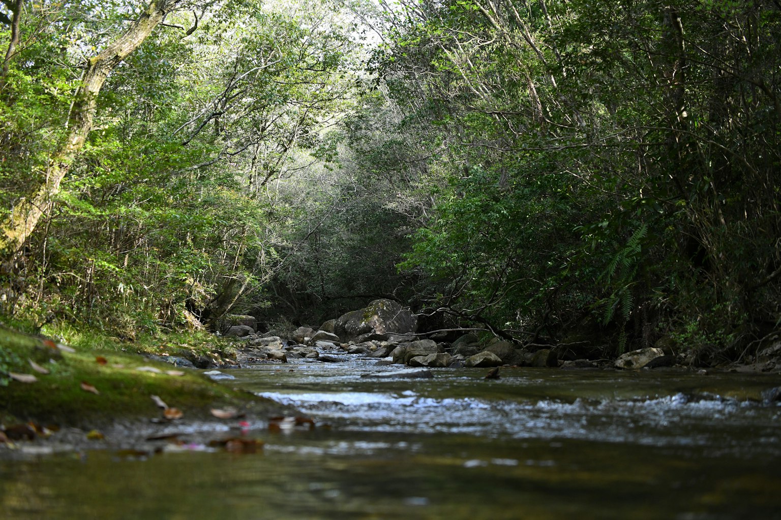 Vista escénica de un río que fluye rodeado de vegetación exuberante