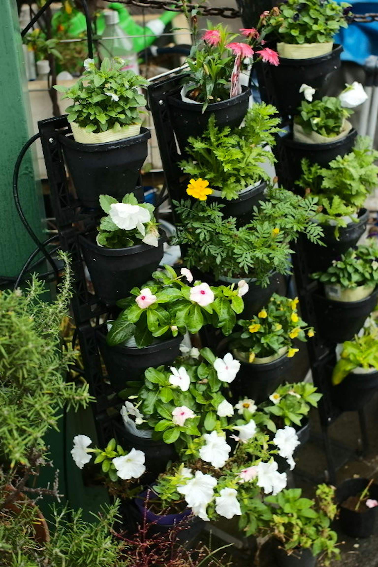 色とりどりの花が咲く鉢植えの垂直ガーデン