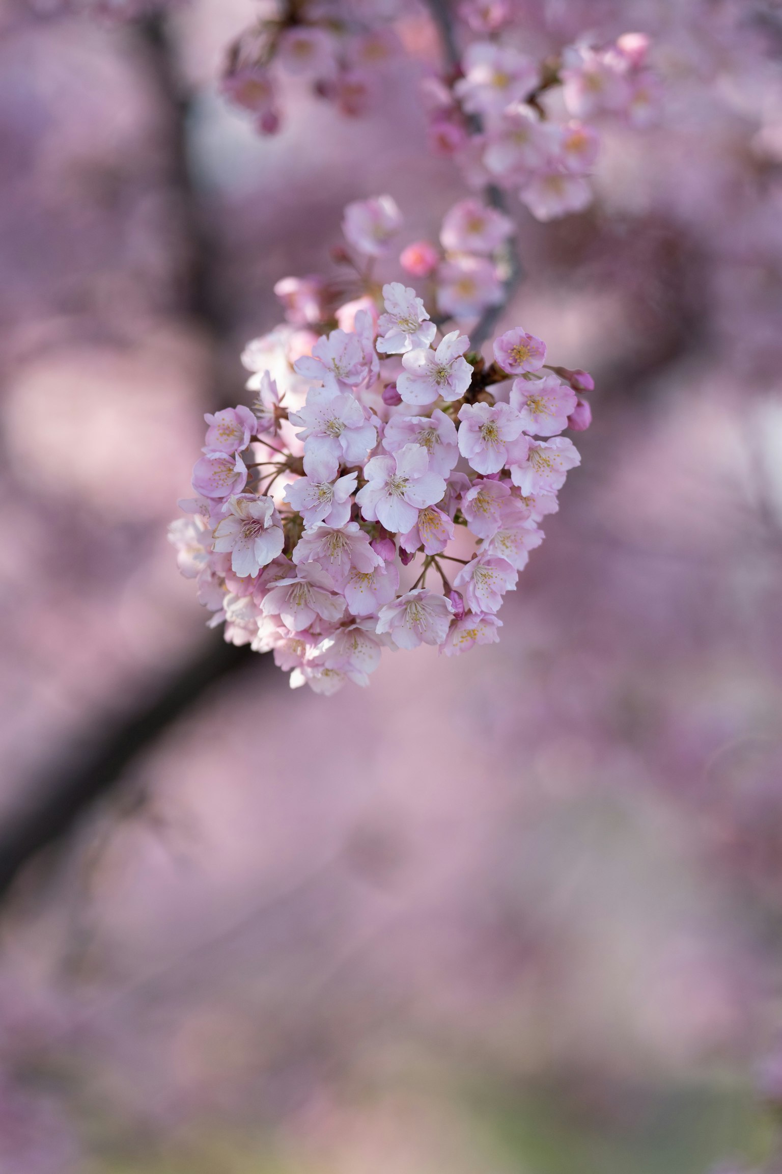 Nahaufnahme von Kirschblüten mit rosa Blütenblättern und unscharfem Hintergrund