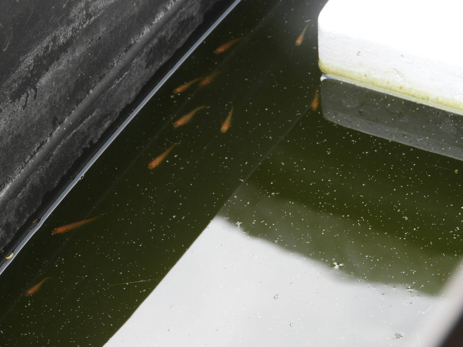 Image d'un étang avec de petits poissons nageant dans une eau verte