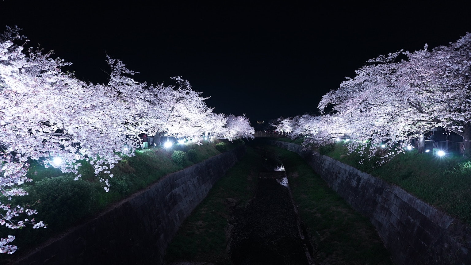Beautiful view of cherry blossom trees at night