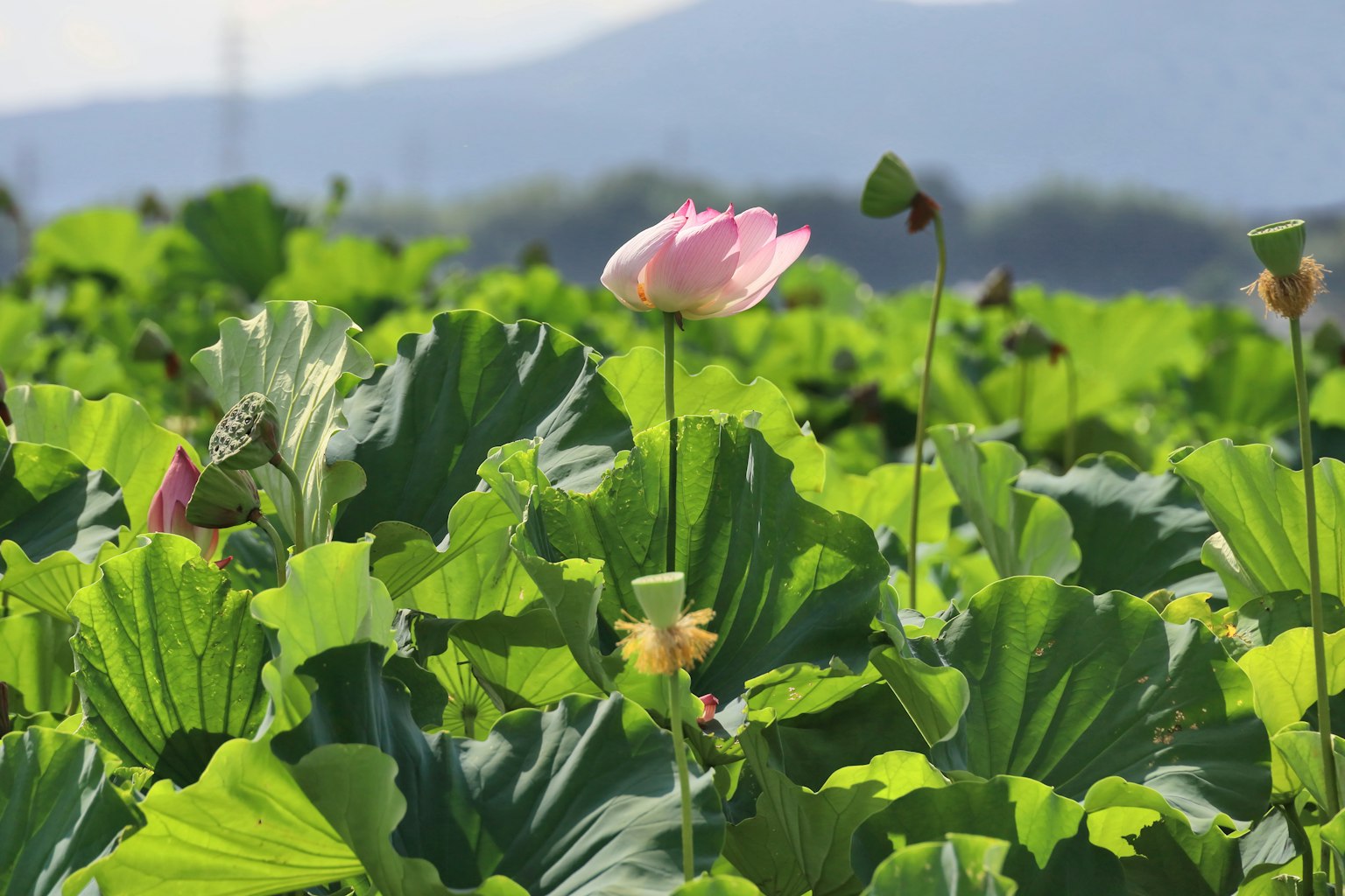 ดอกบัวสีชมพูบานอยู่ท่ามกลางใบเขียวขนาดใหญ่