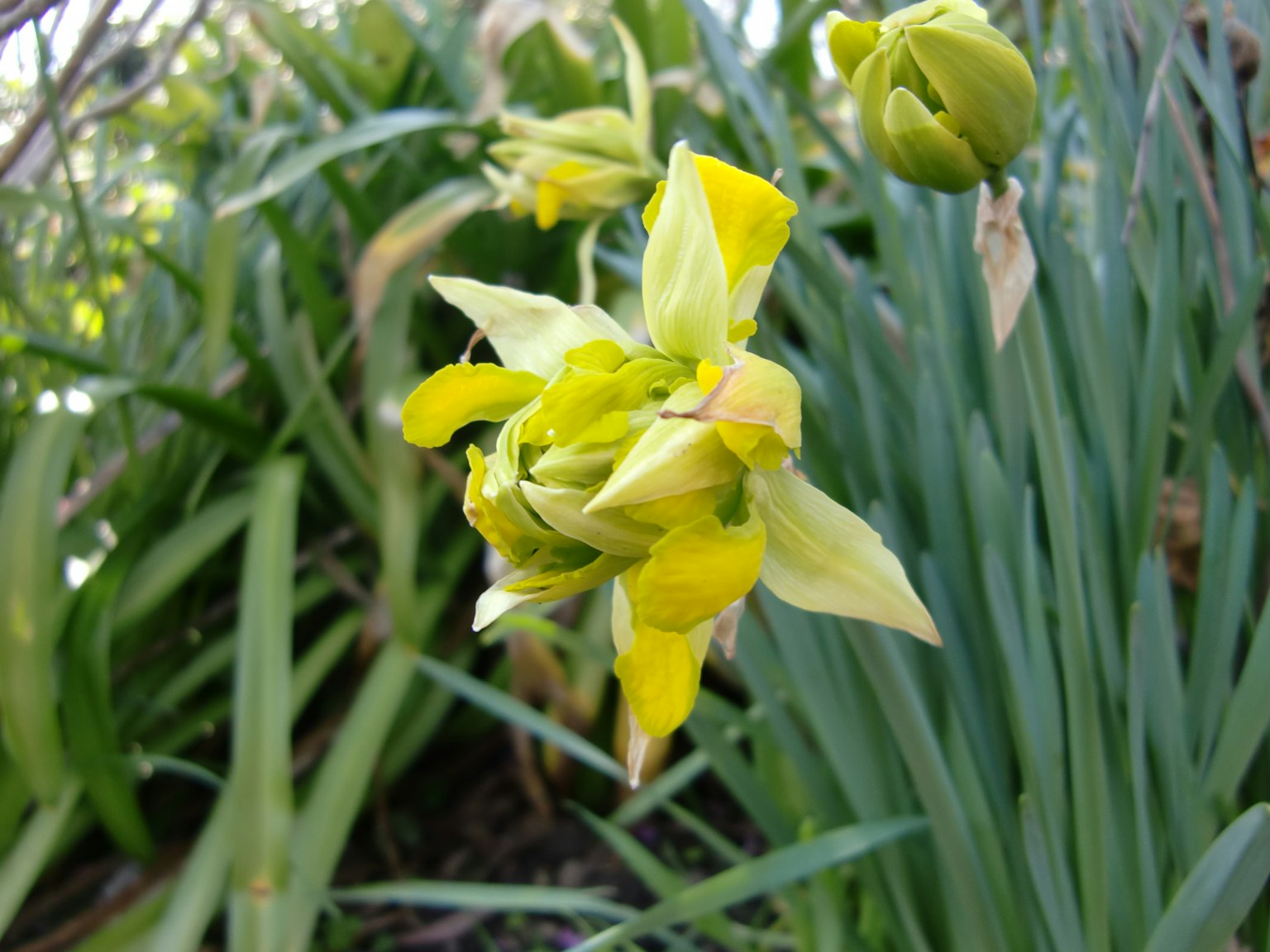 Nahaufnahme einer knospenden gelben Blume umgeben von grünen Blättern