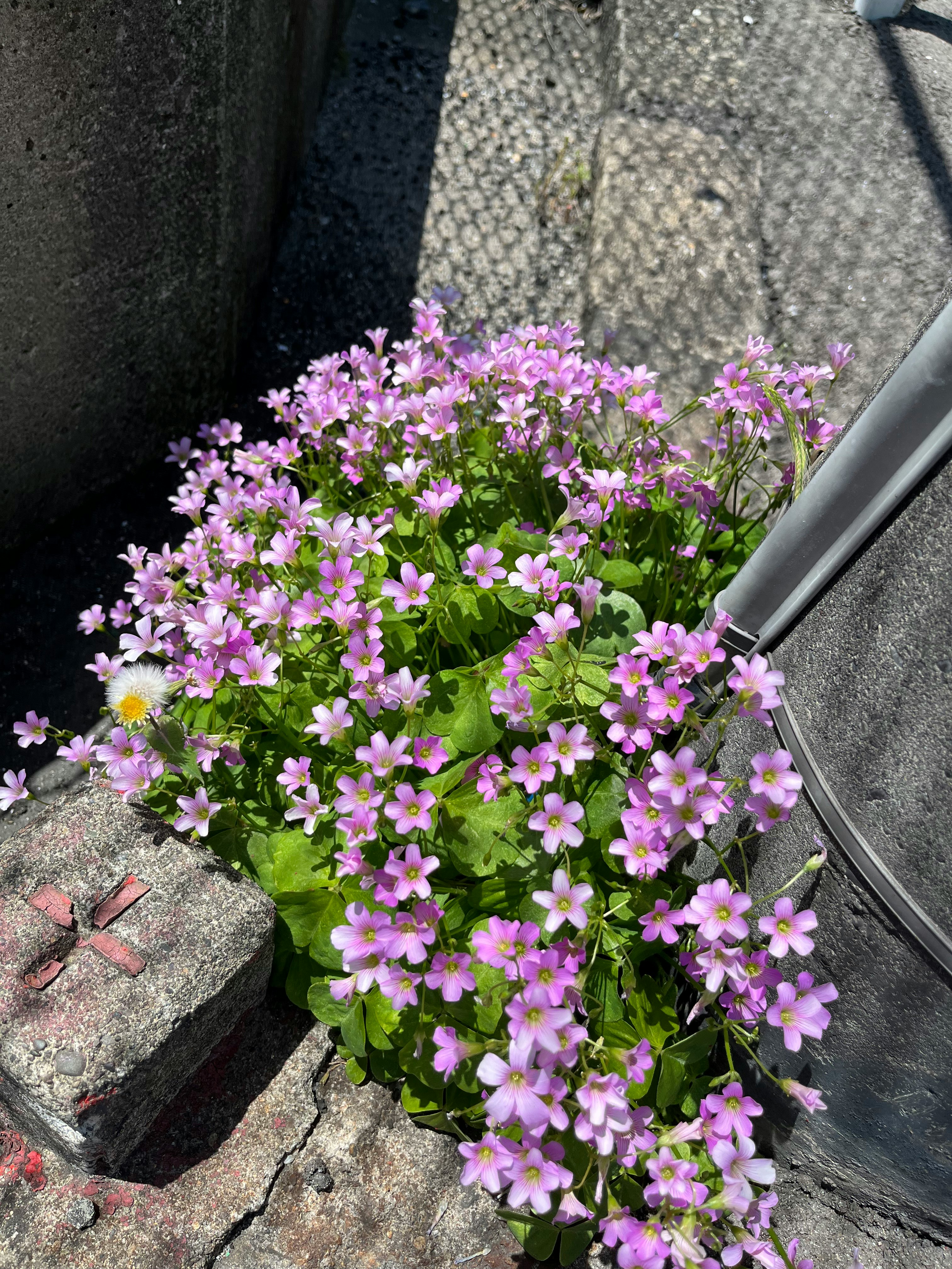石の縁に咲くピンクの花