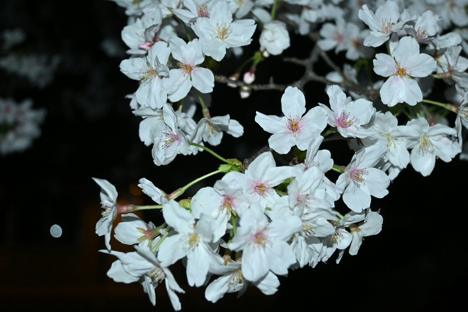 Beautiful image of white cherry blossom flowers against a night background