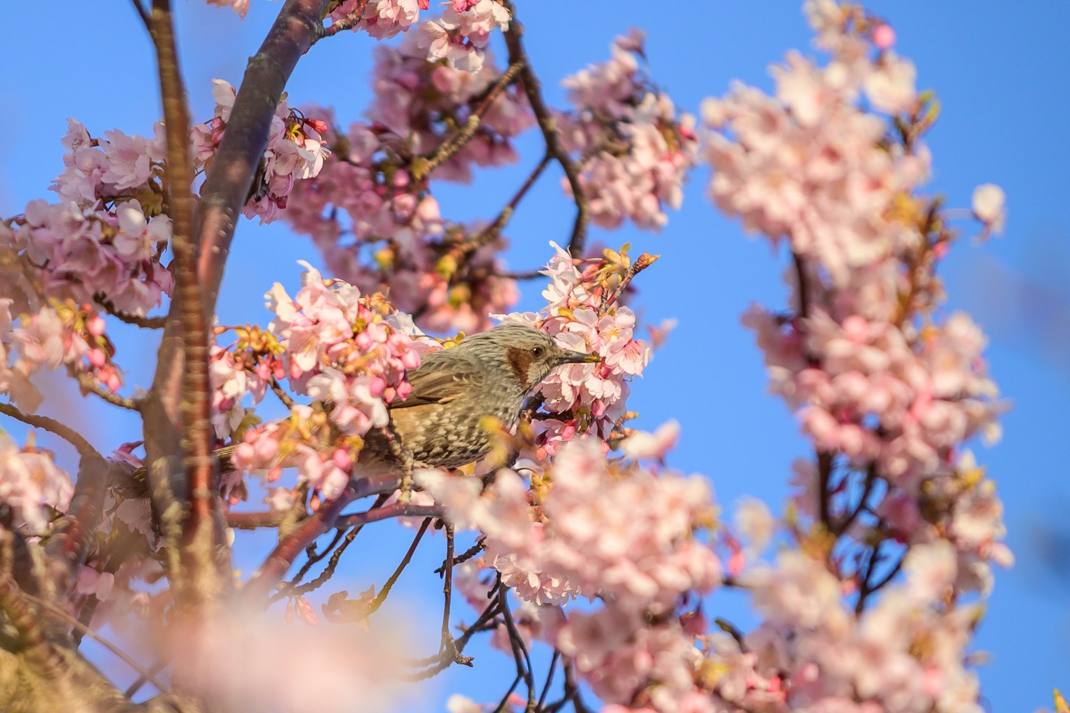 Close-up seekor burung di antara bunga sakura di bawah langit biru