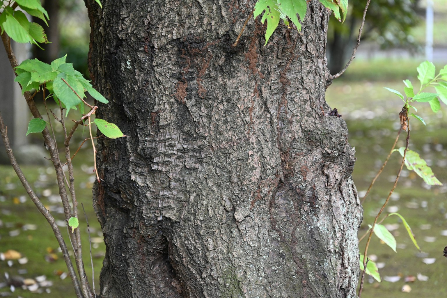 Image montrant la texture détaillée d'un tronc d'arbre avec des feuilles vertes