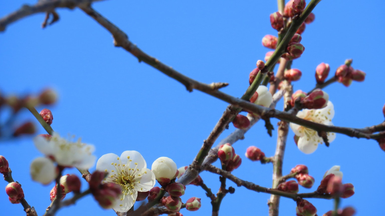 藍天背景下梅花與花苞的樹枝
