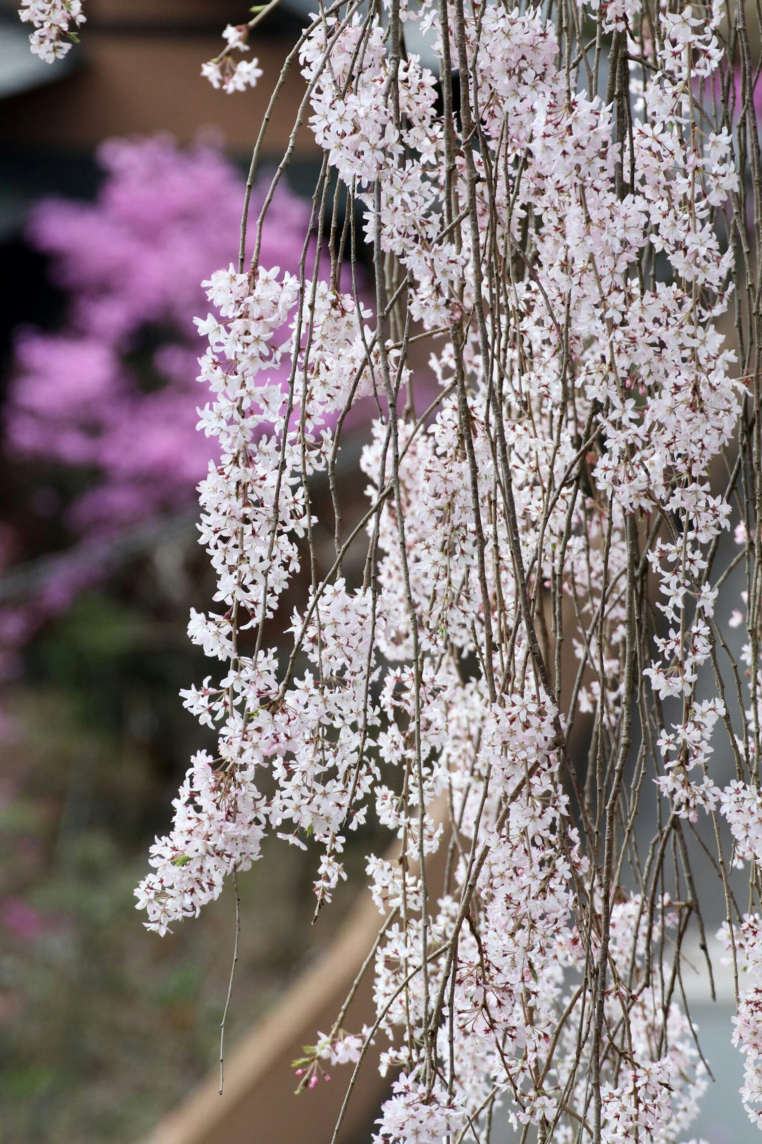 Zarte rosa Kirschblüten hängen mit lila Blumen im Hintergrund