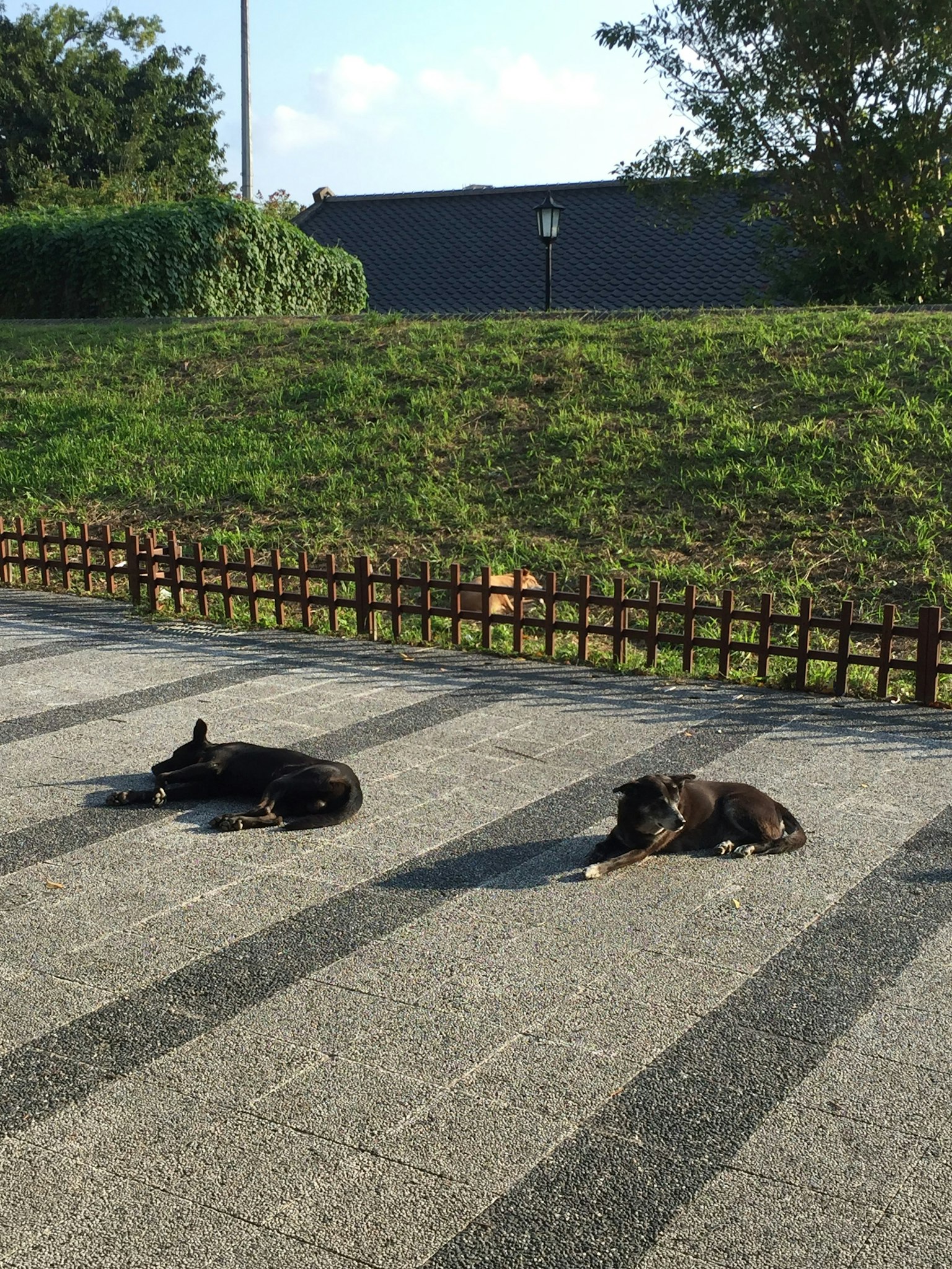 Two dogs basking in the sun, one black and one brown, with a grassy background