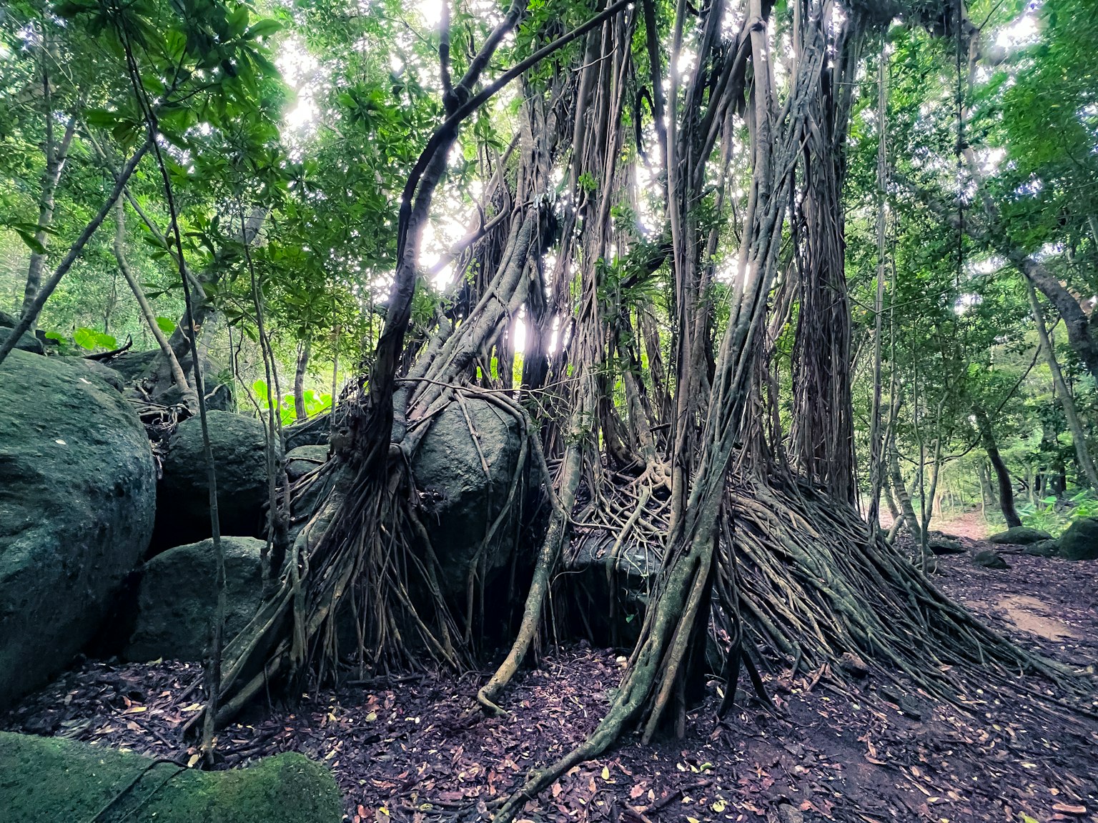 ทัศนียภาพของต้นไม้ใหญ่ที่มีรากห้อยและหินในป่าเขียวขจี