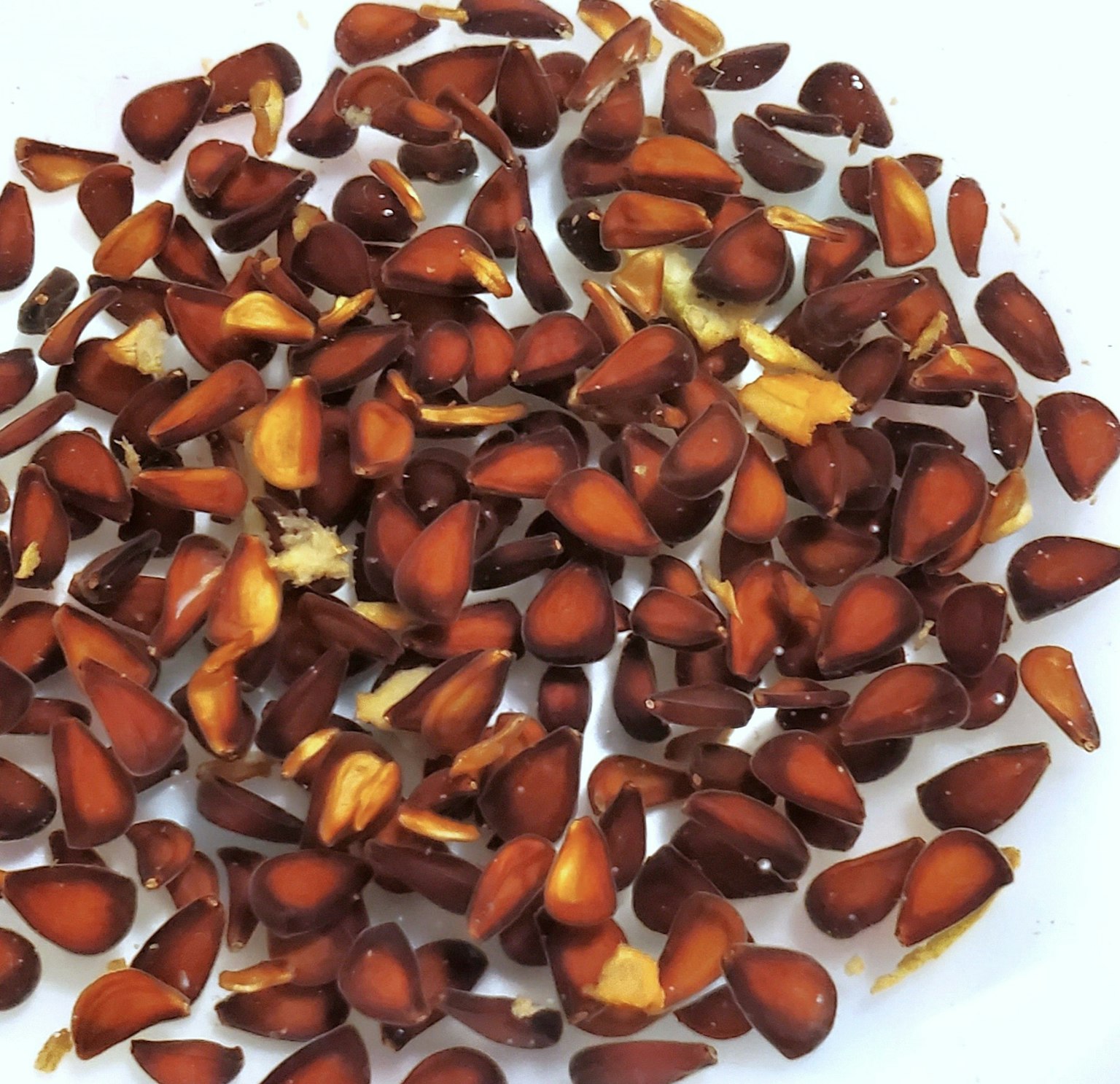 Semi marroni sparsi su un piatto bianco