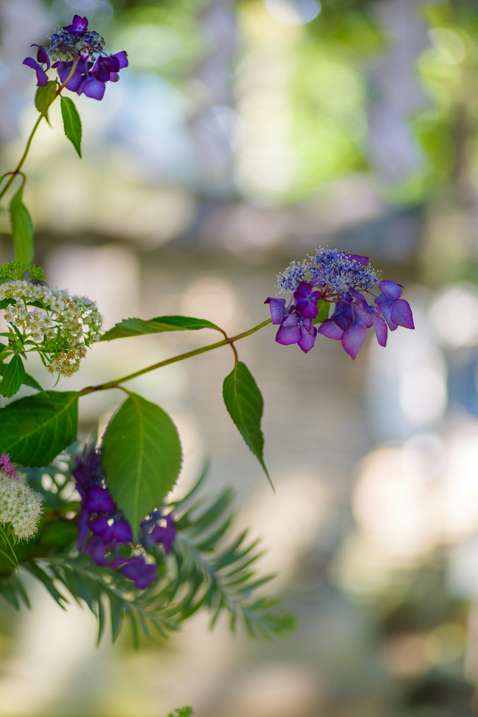 Close-up of vibrant purple flowers and green leaves