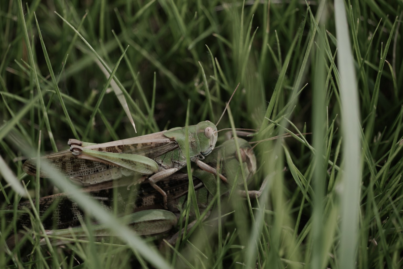 Una cavalletta verde mimetizzata tra l'erba alta
