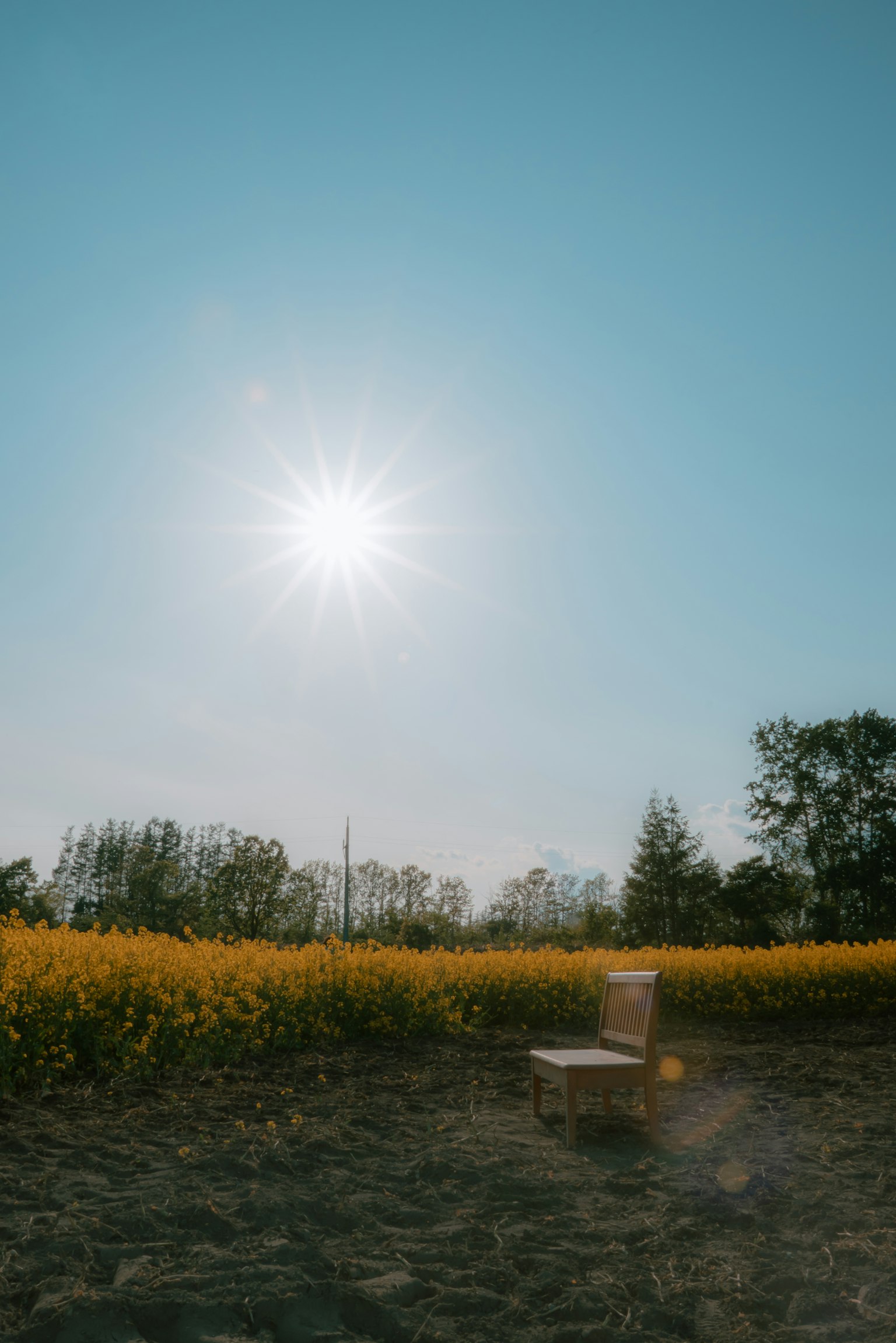 Una silla en un campo de flores amarillas bajo un cielo azul claro