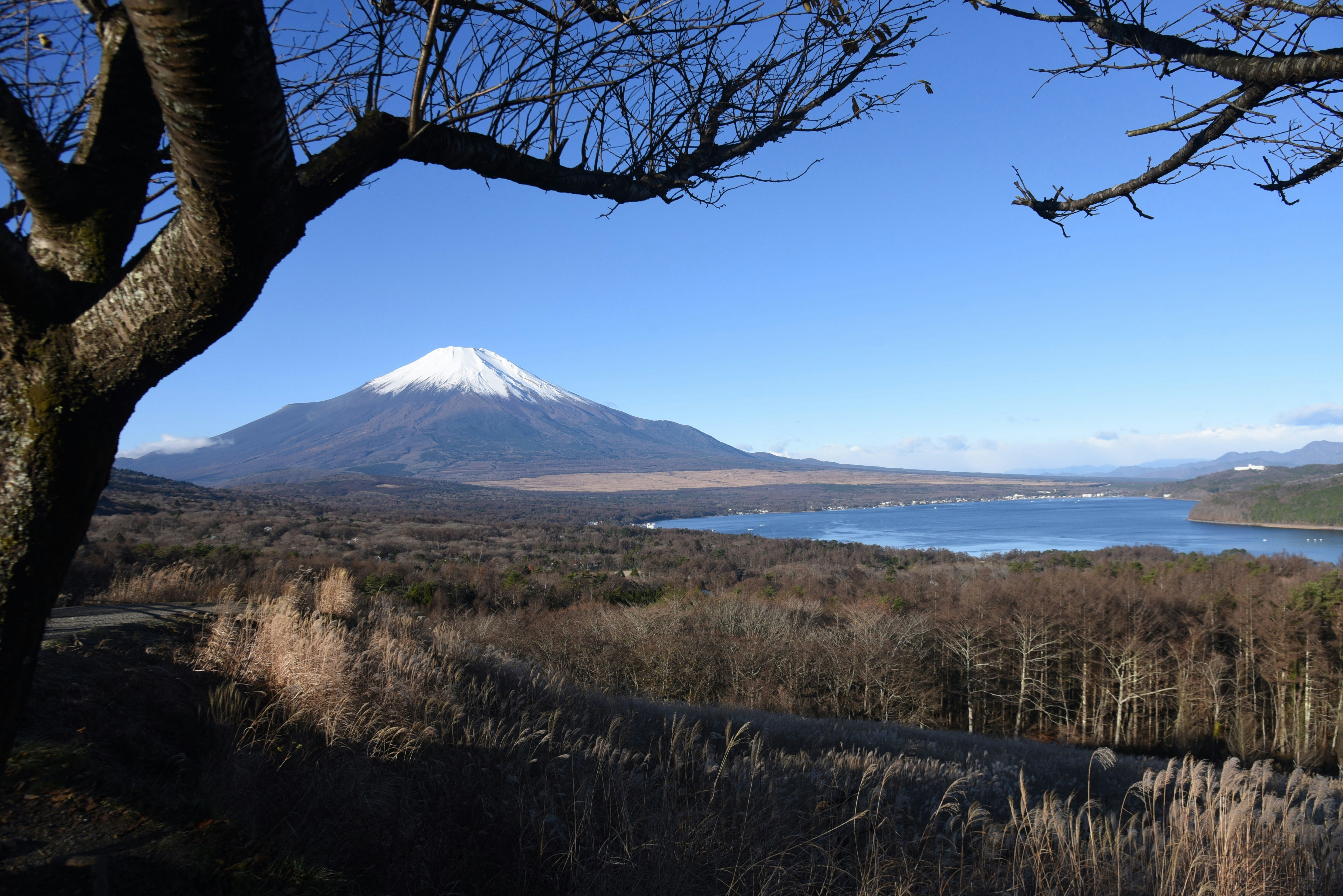 山中湖与富士山的湖畔自然景观
