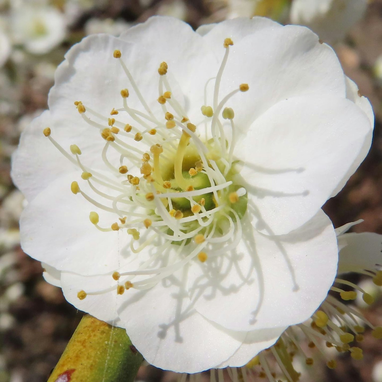 Primer plano de una flor blanca con pétalos alargados y estambres amarillos