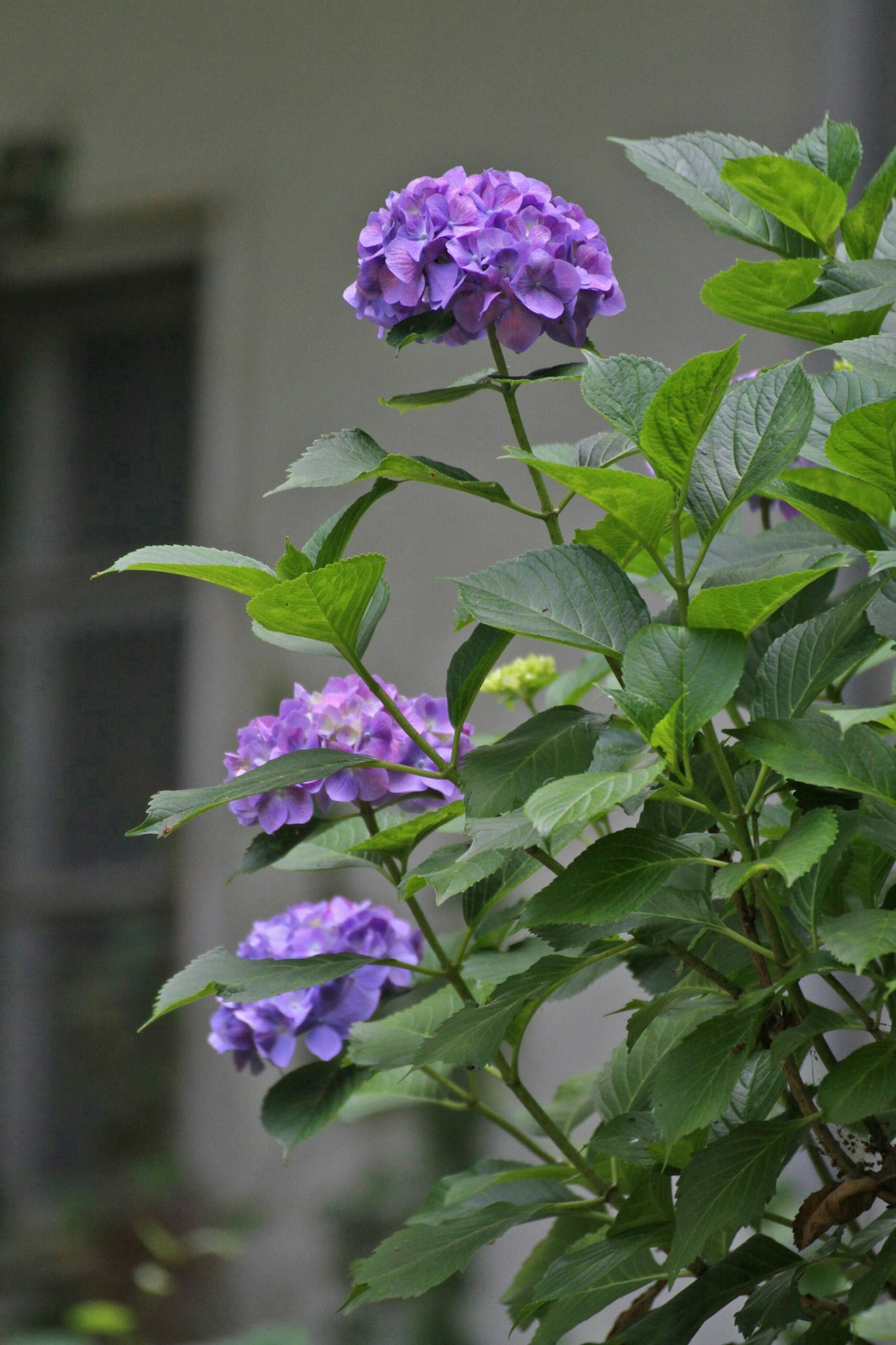 Primer plano de una planta con flores moradas