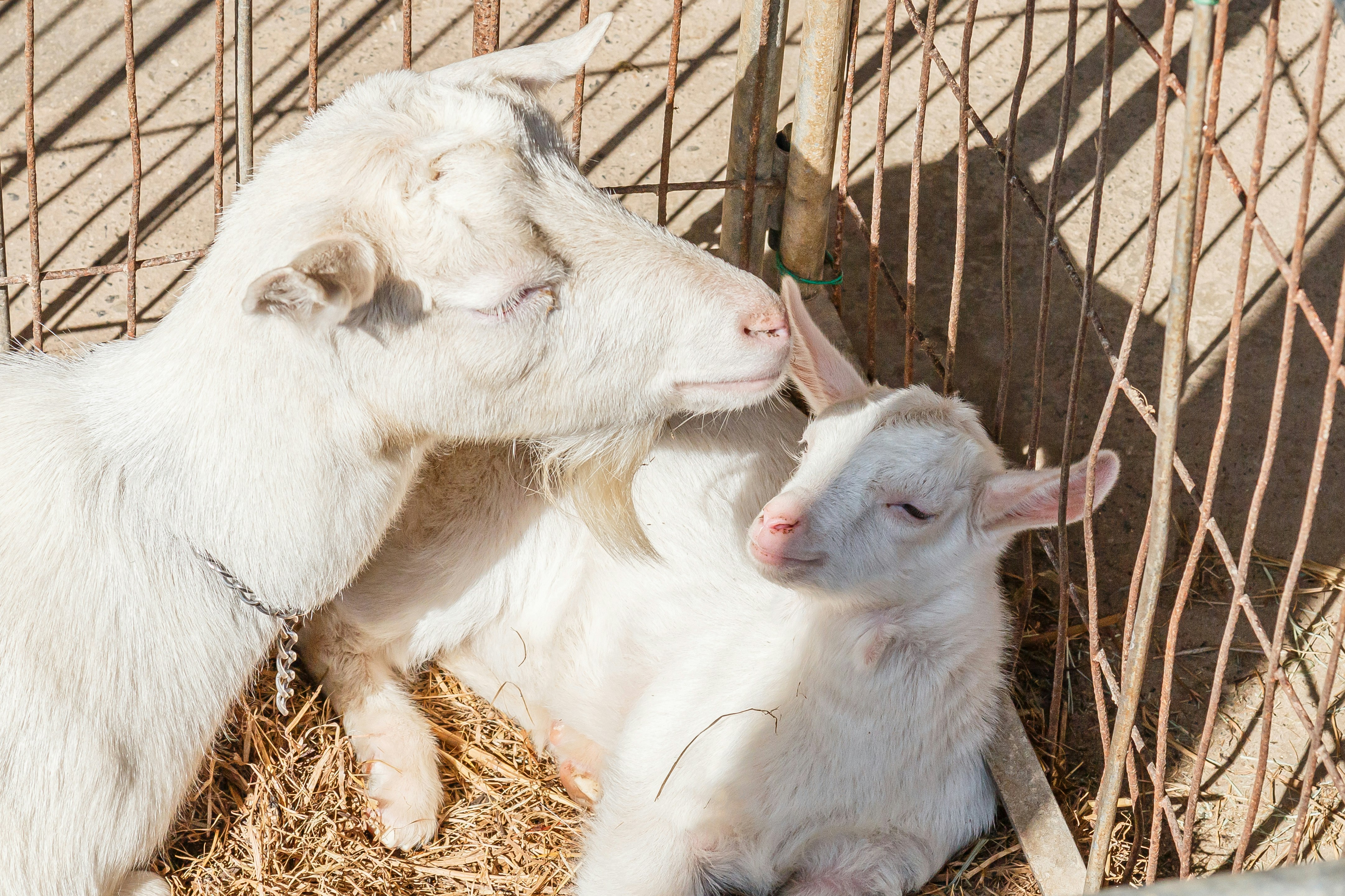 動物小屋でヤギと子ヤギが寄り添う様子