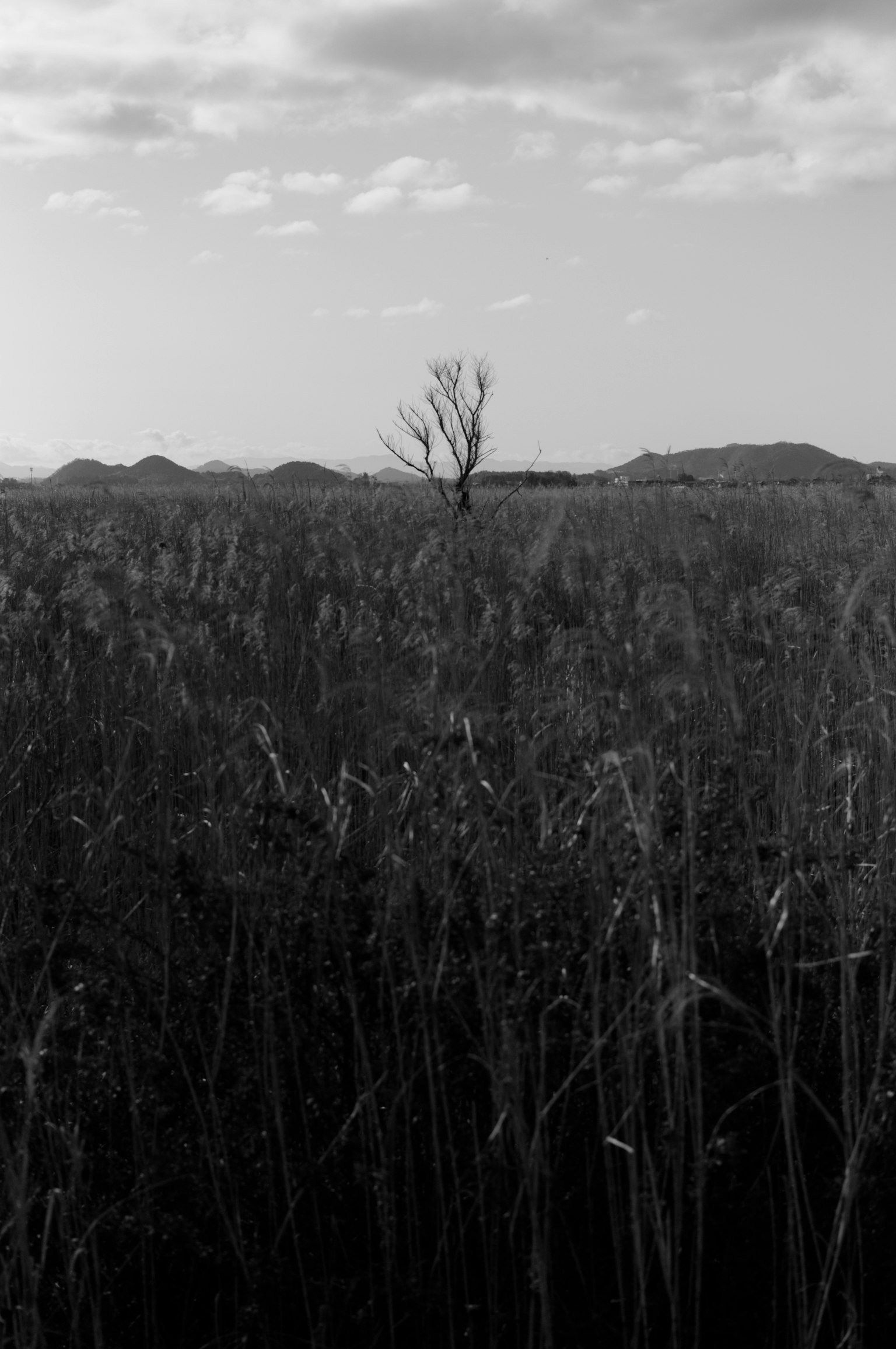 Einsamer Baum in einer schwarz-weißen Landschaft mit hohem Gras