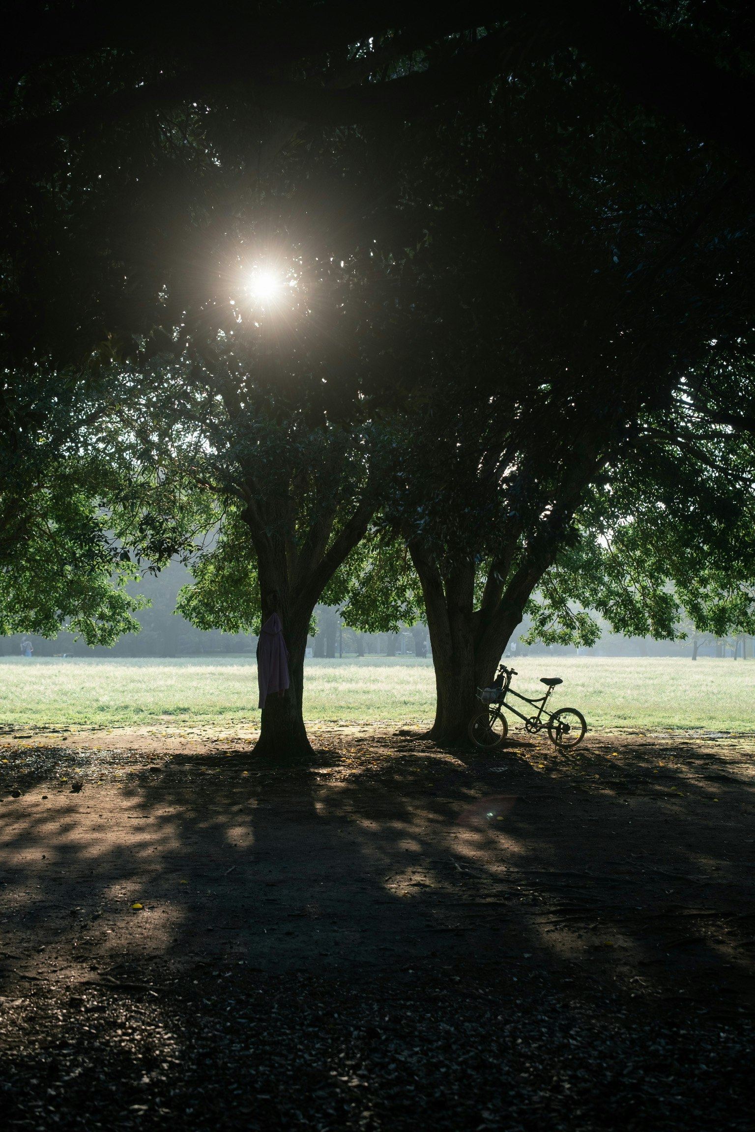 二つの木の間から差し込む太陽の光 自転車が背景にある静かな風景