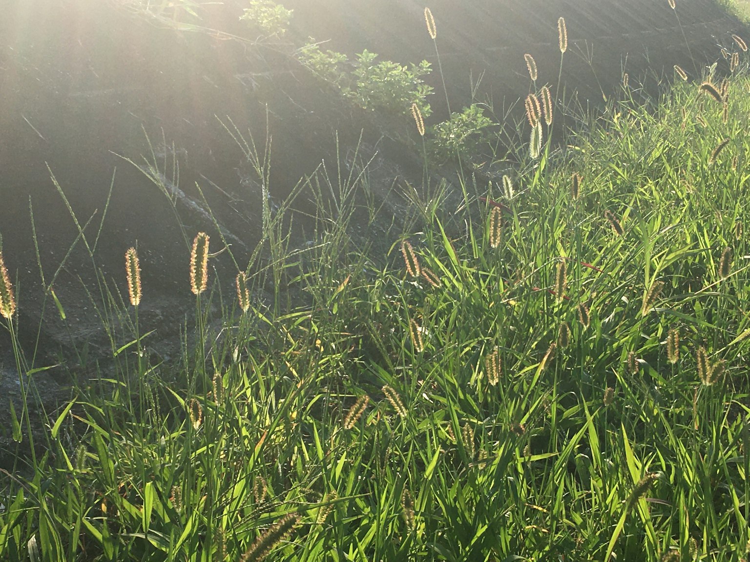 Bright landscape featuring plants with spikes among green grass