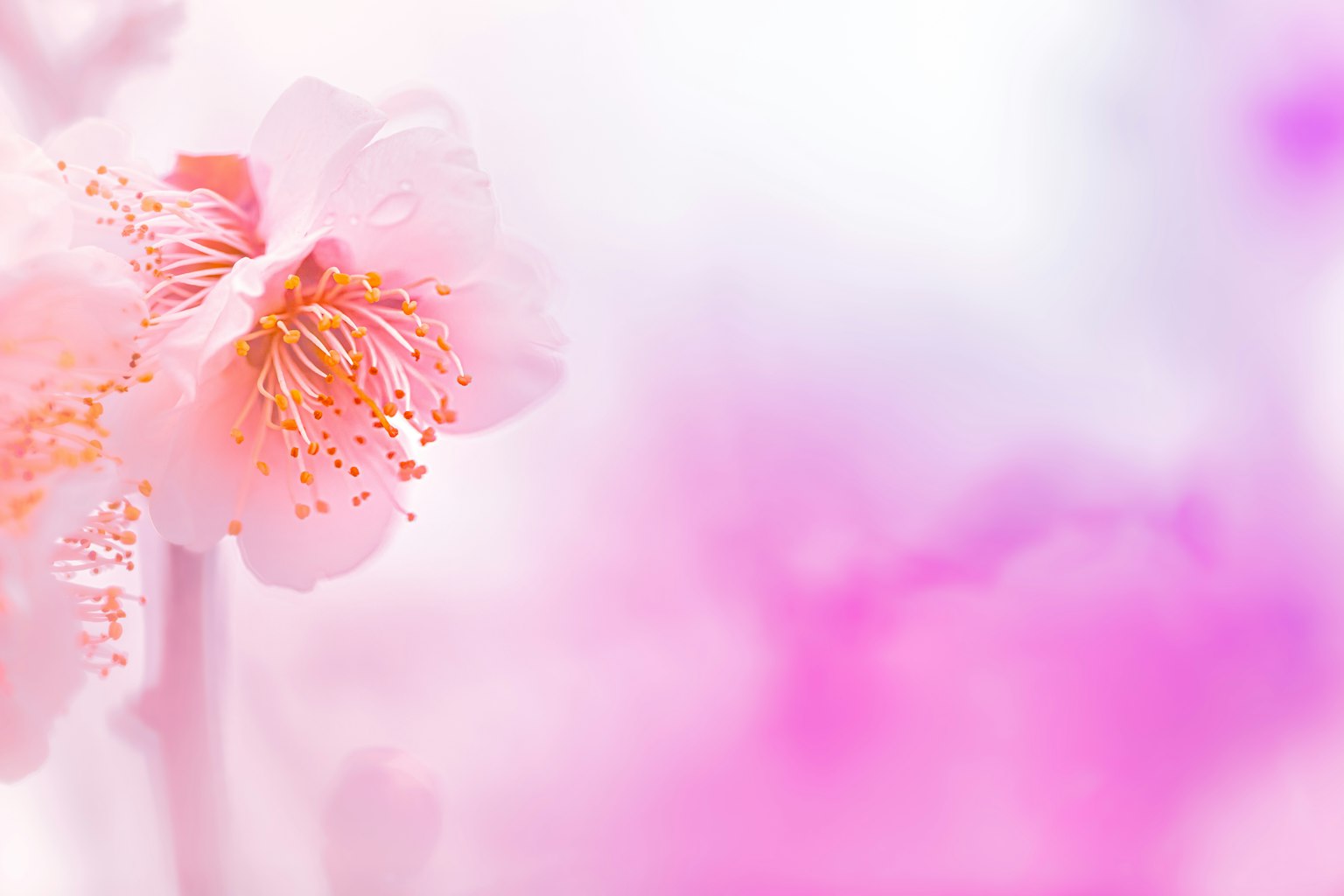 부드러운 흐릿한 배경의 섬세한 분홍색 꽃